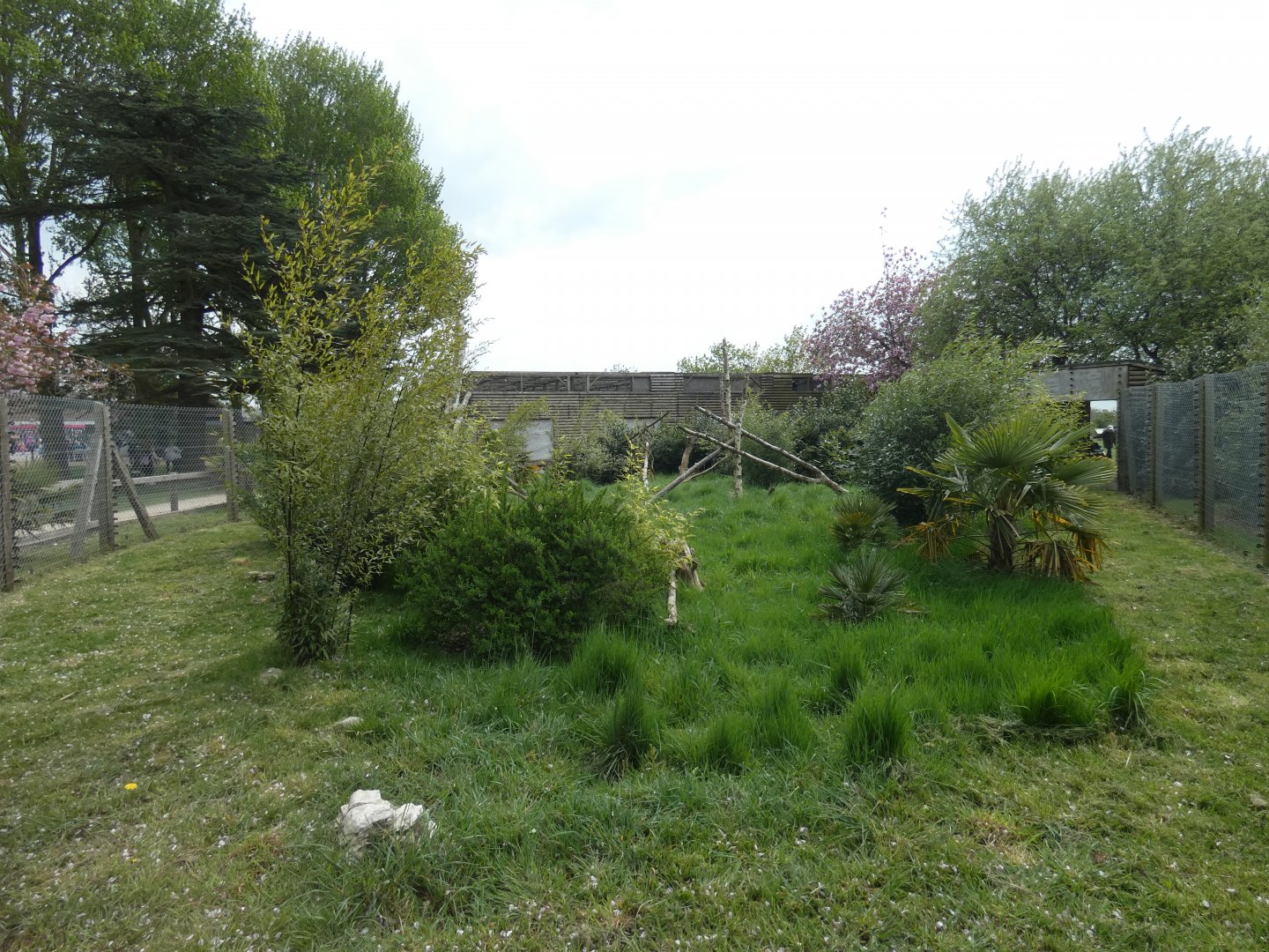 De Brazza's monkey enclosure