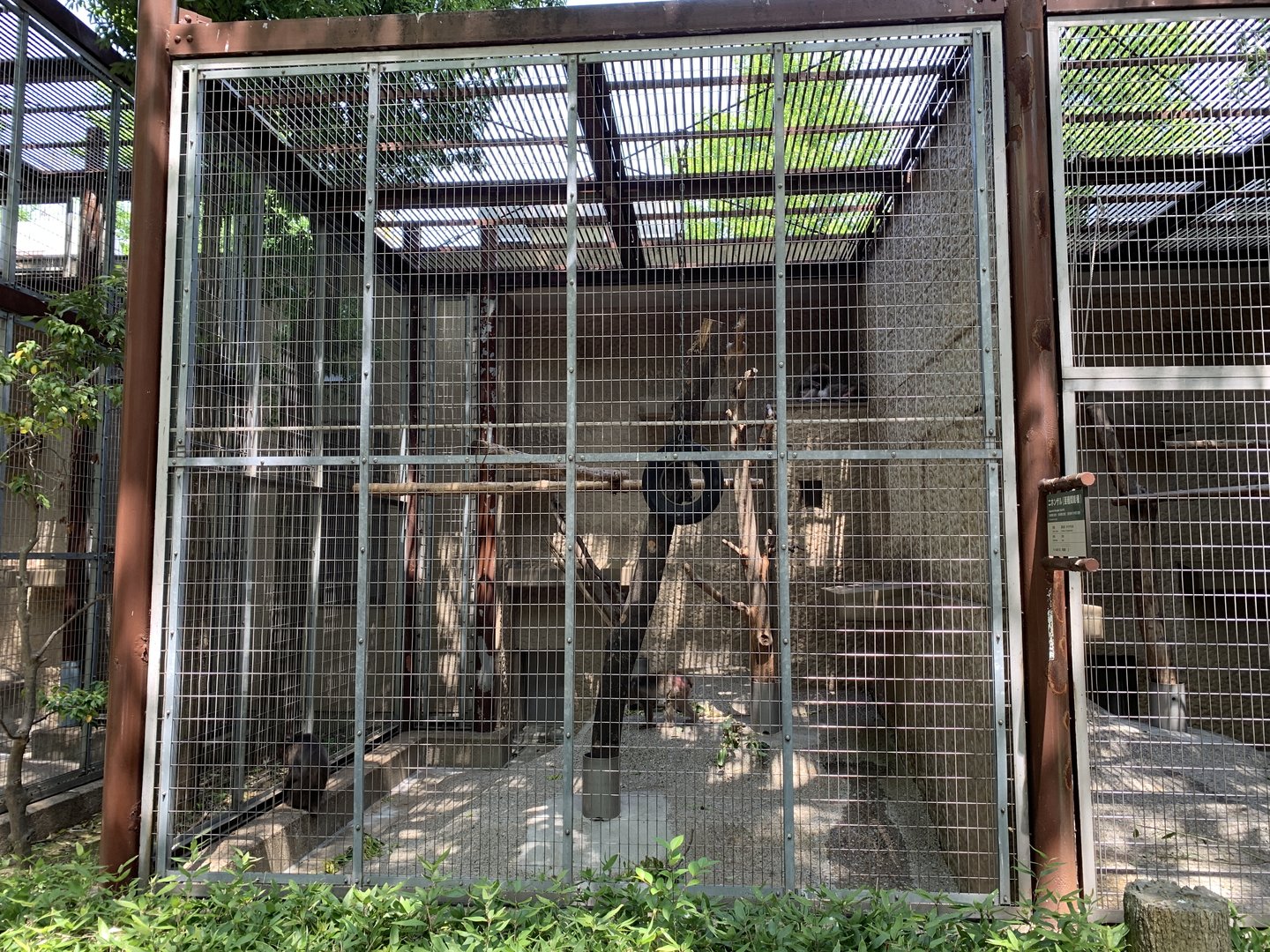 De Brazza’s Monkey Enclosure