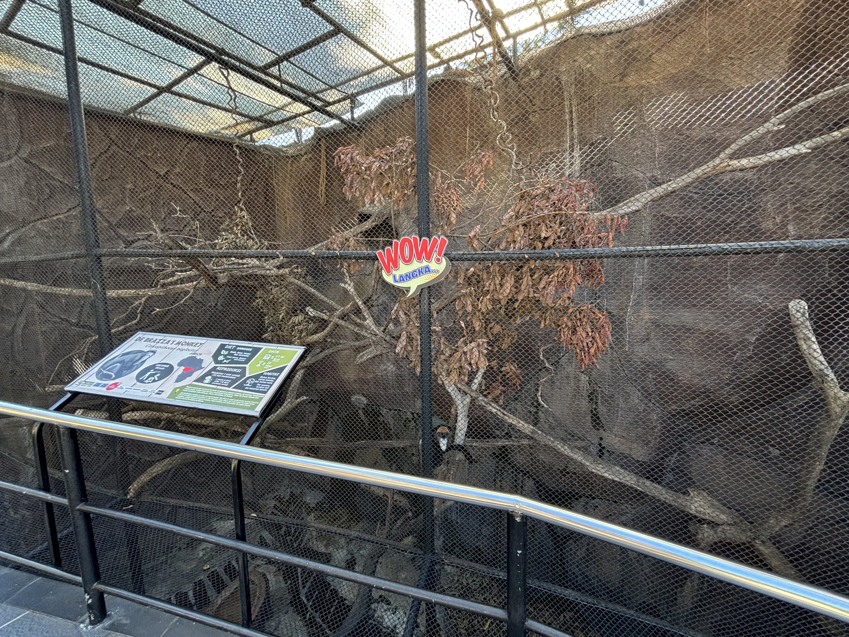 De Brazza’s Monkey Exhibit #1