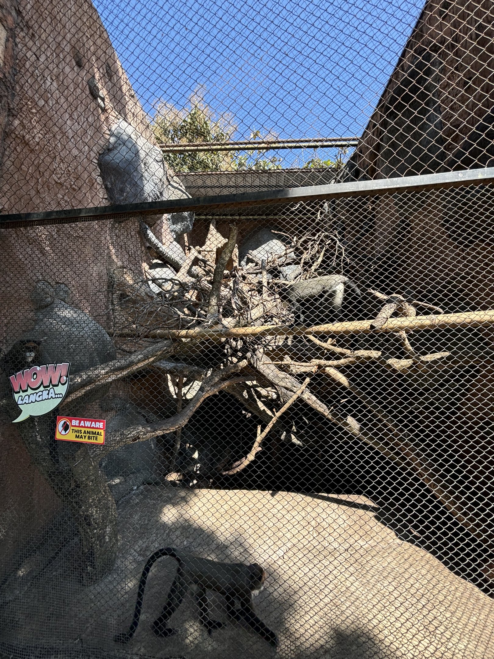 De Brazza’s Monkey Exhibit #2