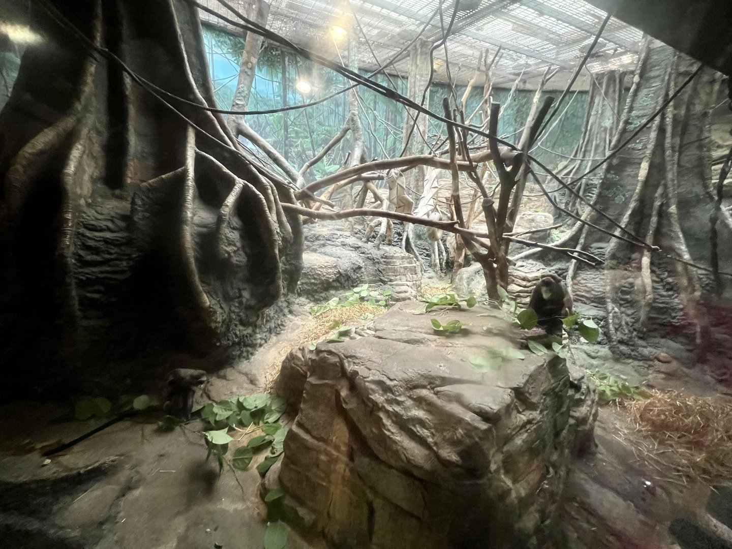 De Brazza’s Monkey Exhibit