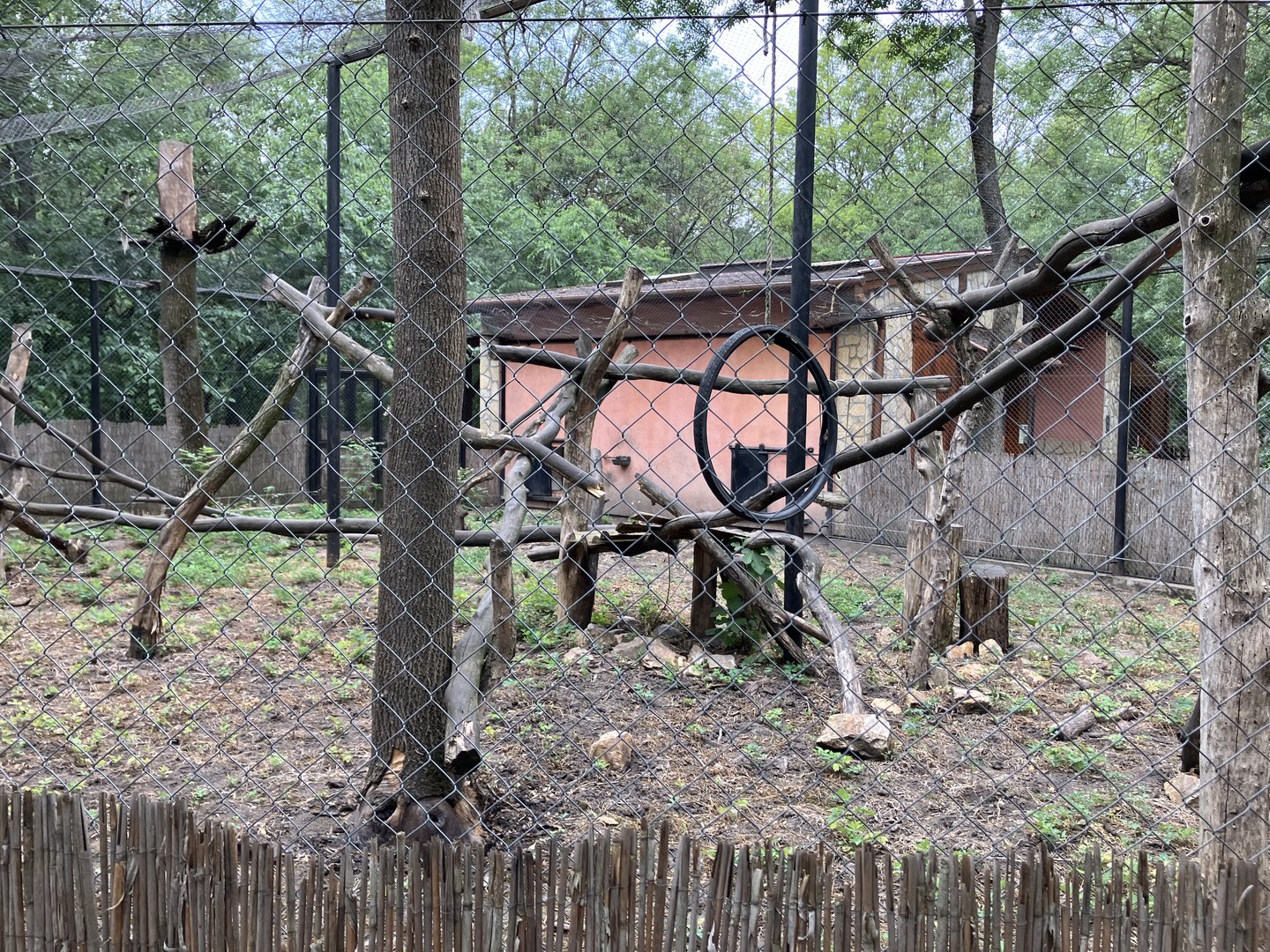De Brazza’s monkey exhibit