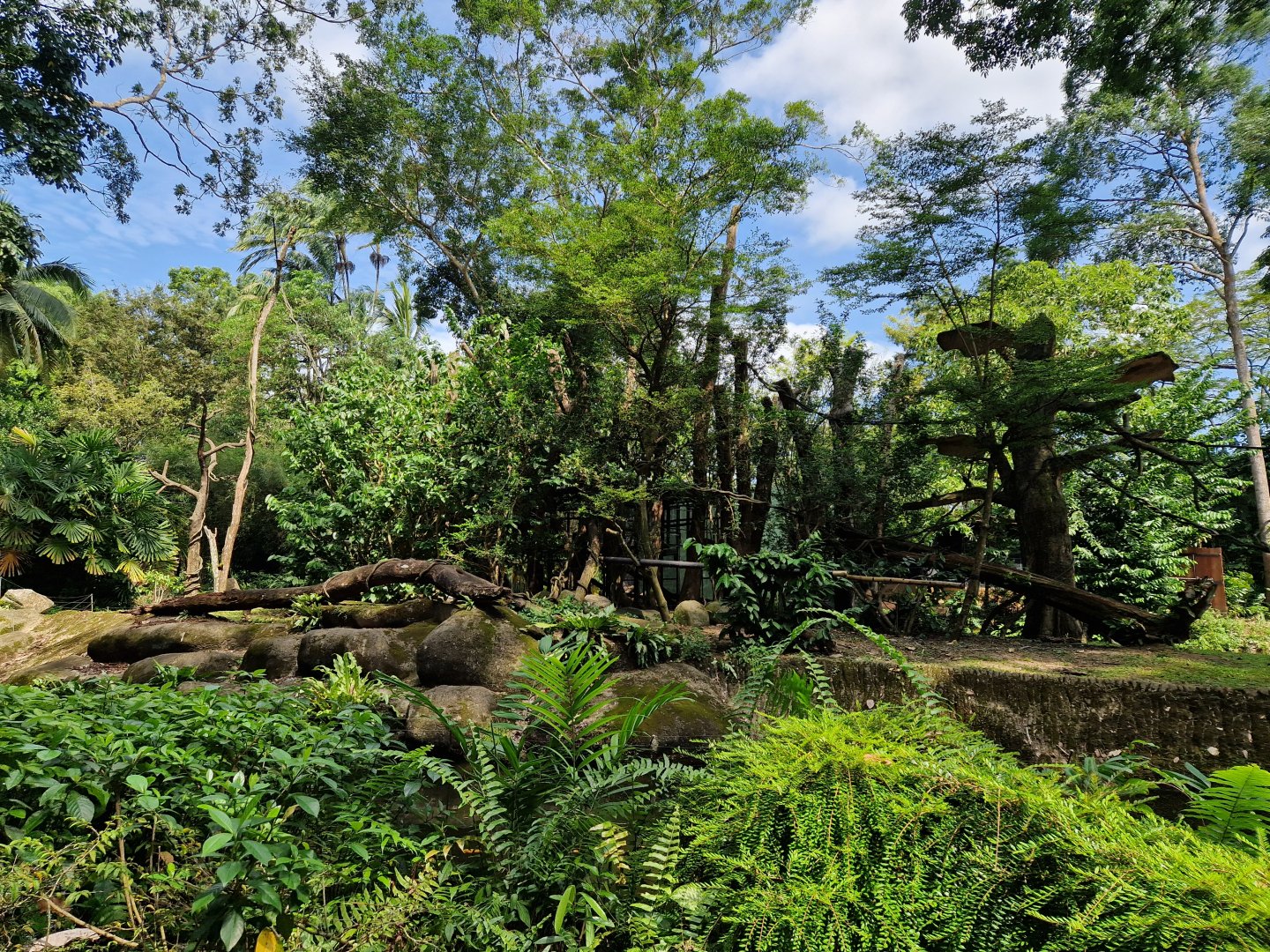 De Brazza’s Monkey exhibit