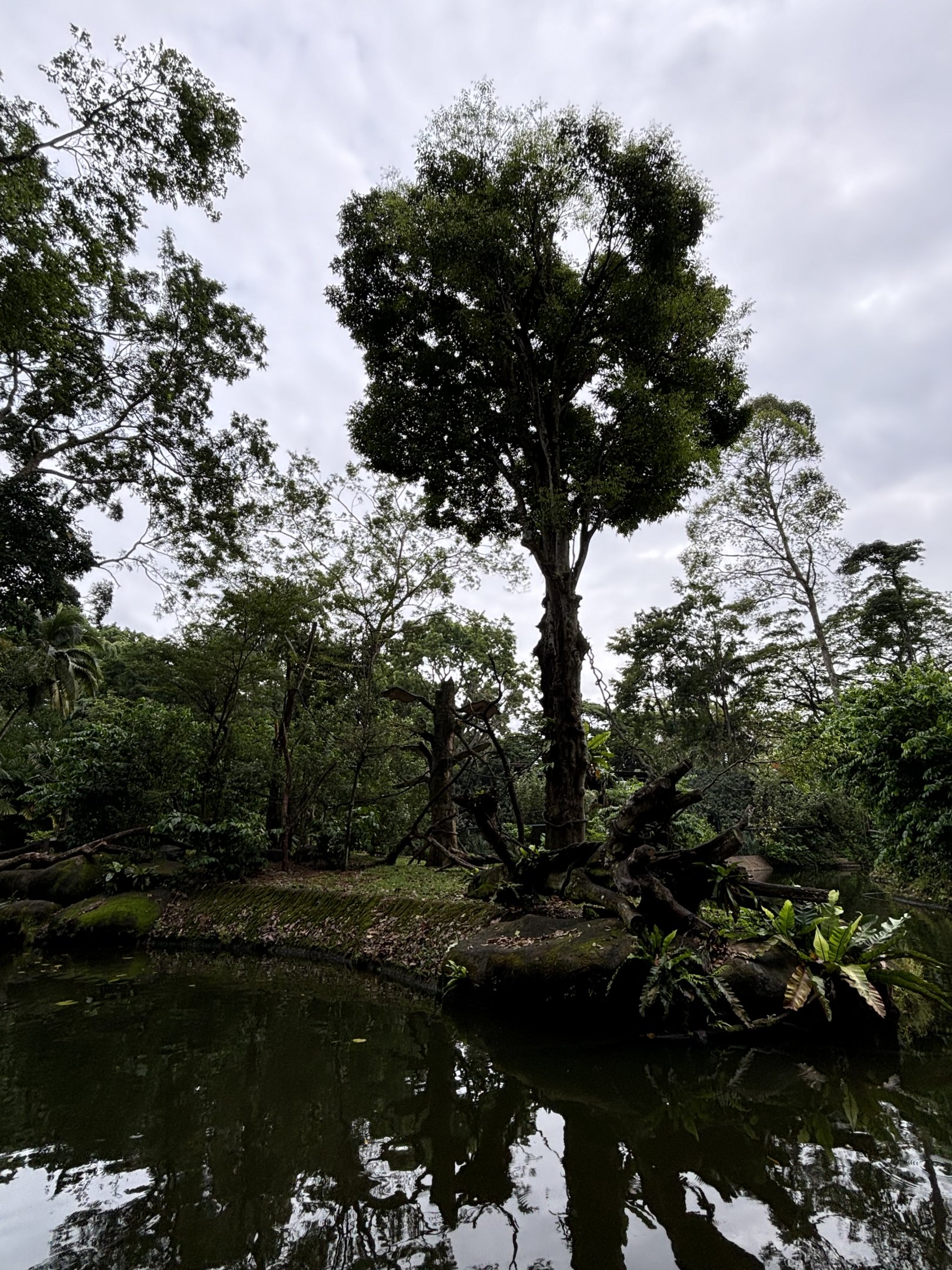De Brazza’s Monkey Exhibit