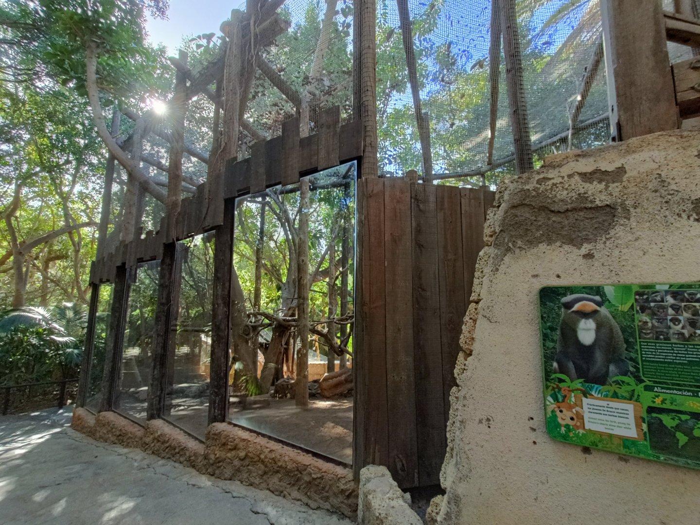 De Brazza's monkey exhibit