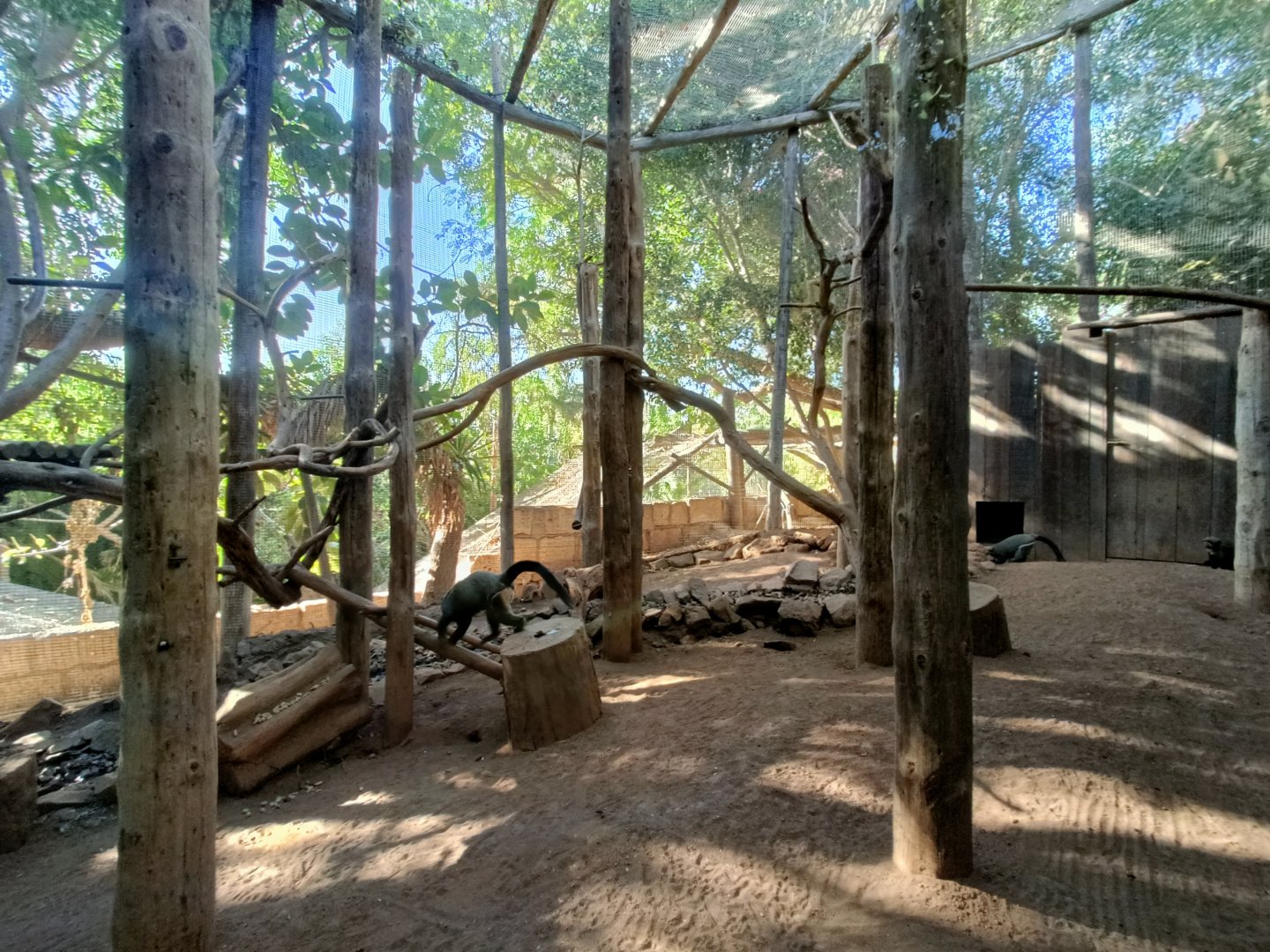 De Brazza's monkey exhibit