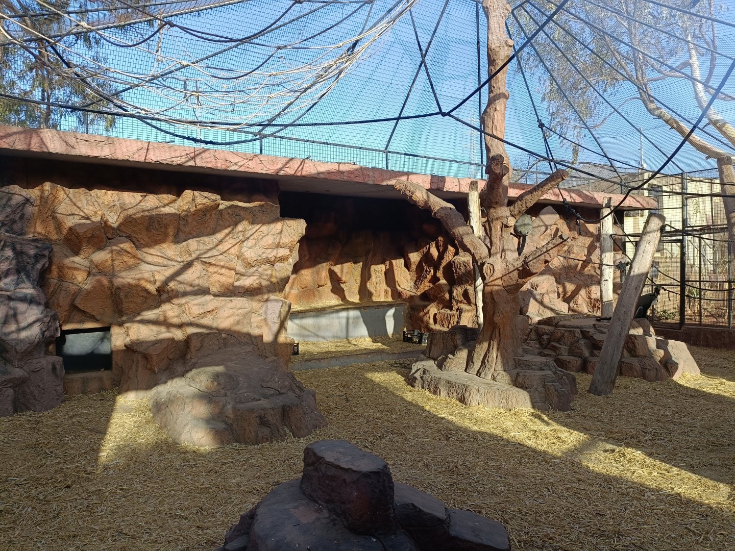 De Brazza's monkey exhibit