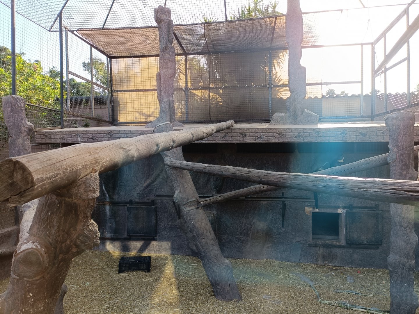 De brazza's monkey exhibit