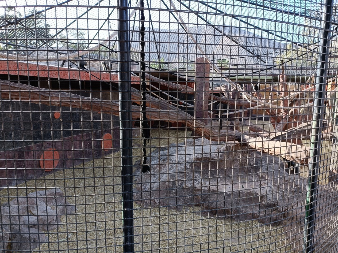 De brazza's monkey exhibit