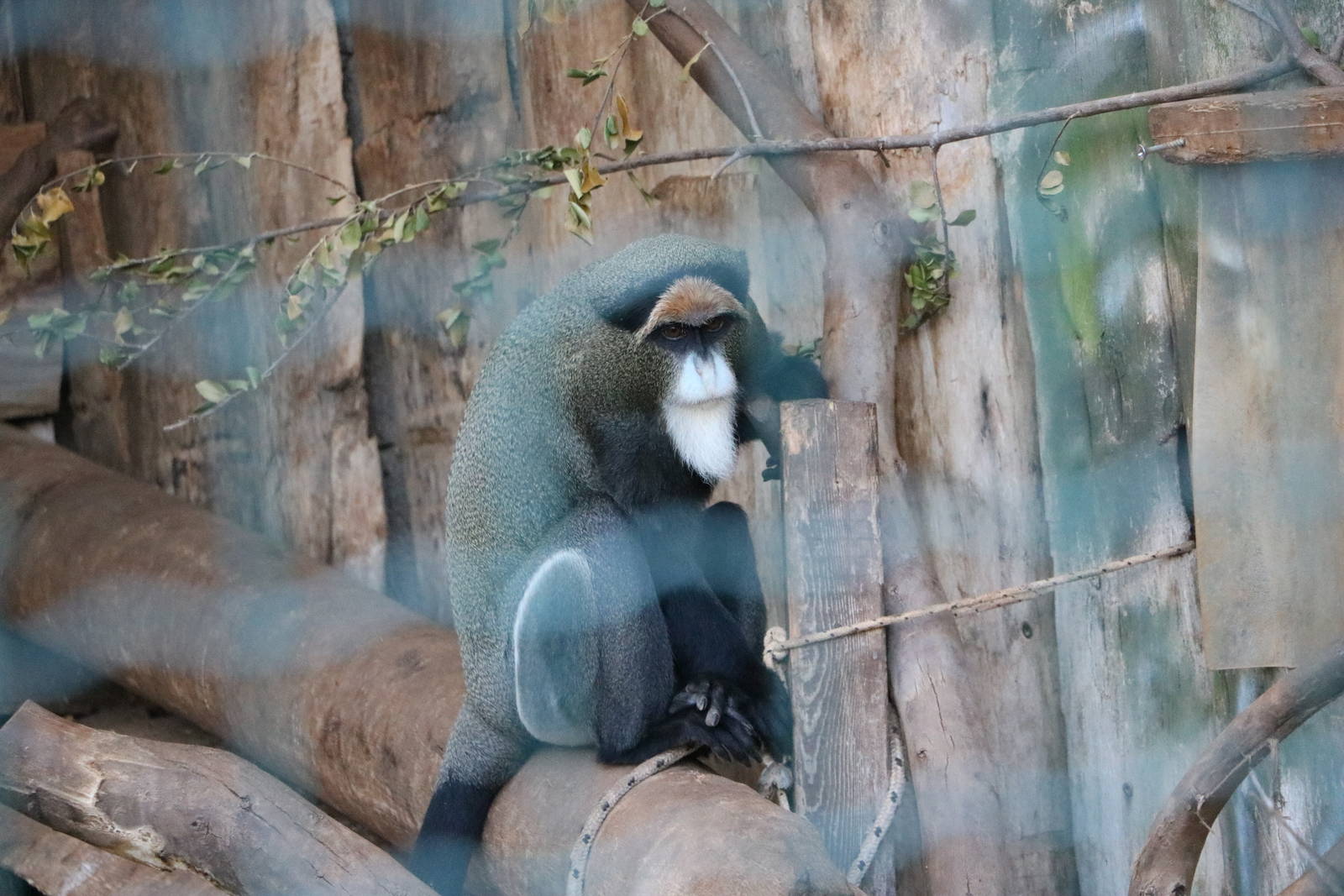 De Brazza's monkey, February 2016