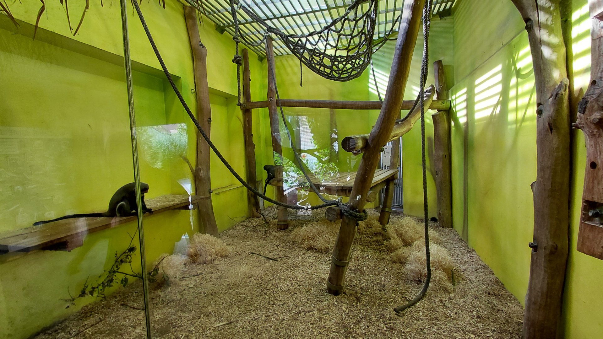 De Brazza's monkey indoor exhibit