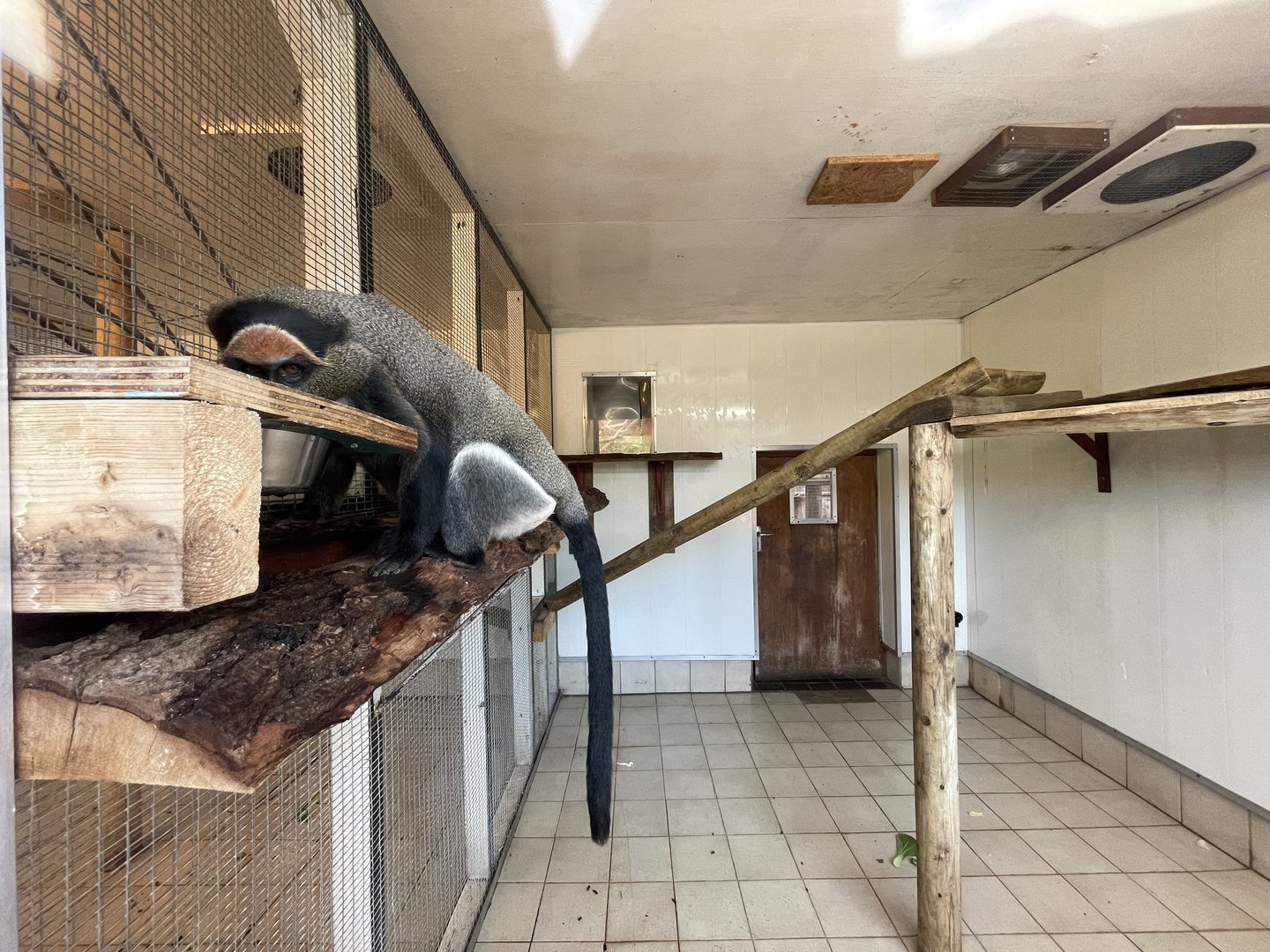 De Brazza’s Monkey Indoor Quarters