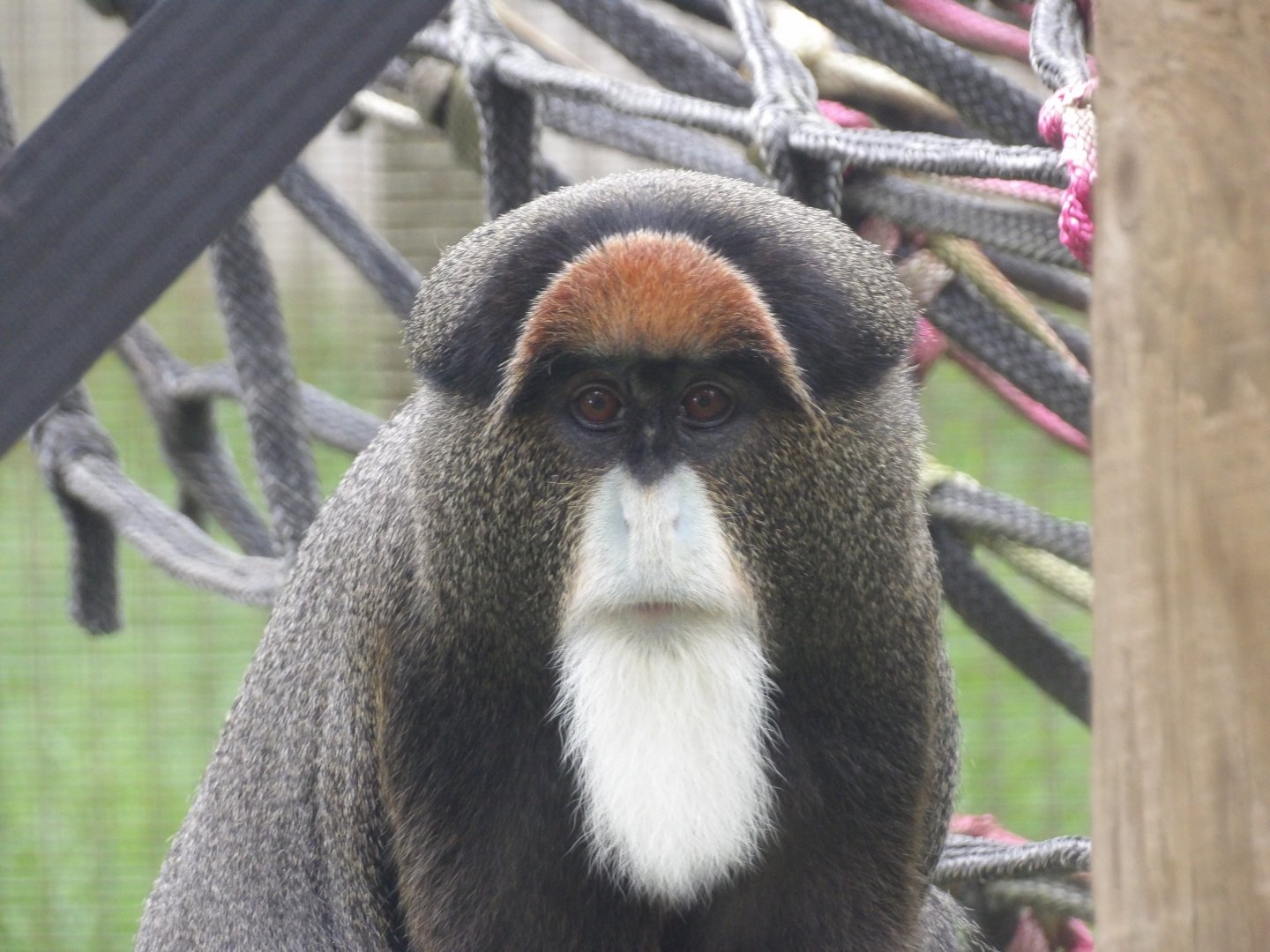 De Brazza’s Monkey - Ludo