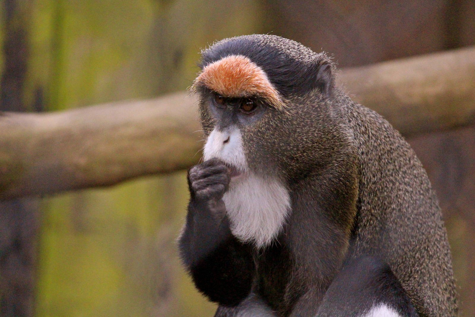 De Brazza's monkey, May 2013
