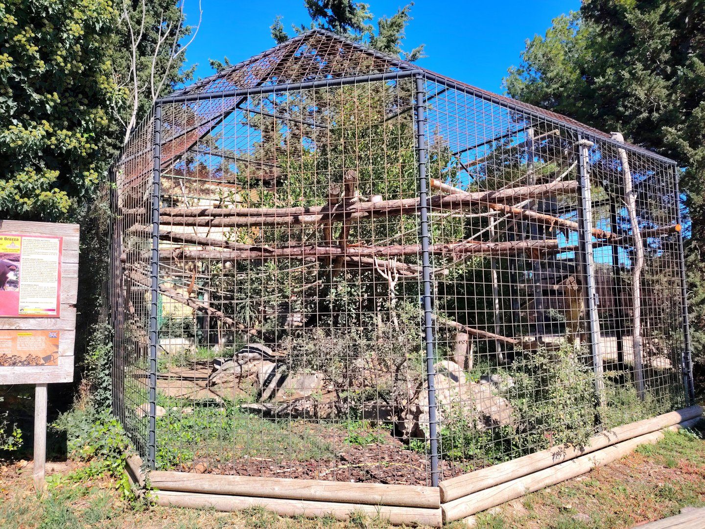 De Brazza's Monkey old Exhibit