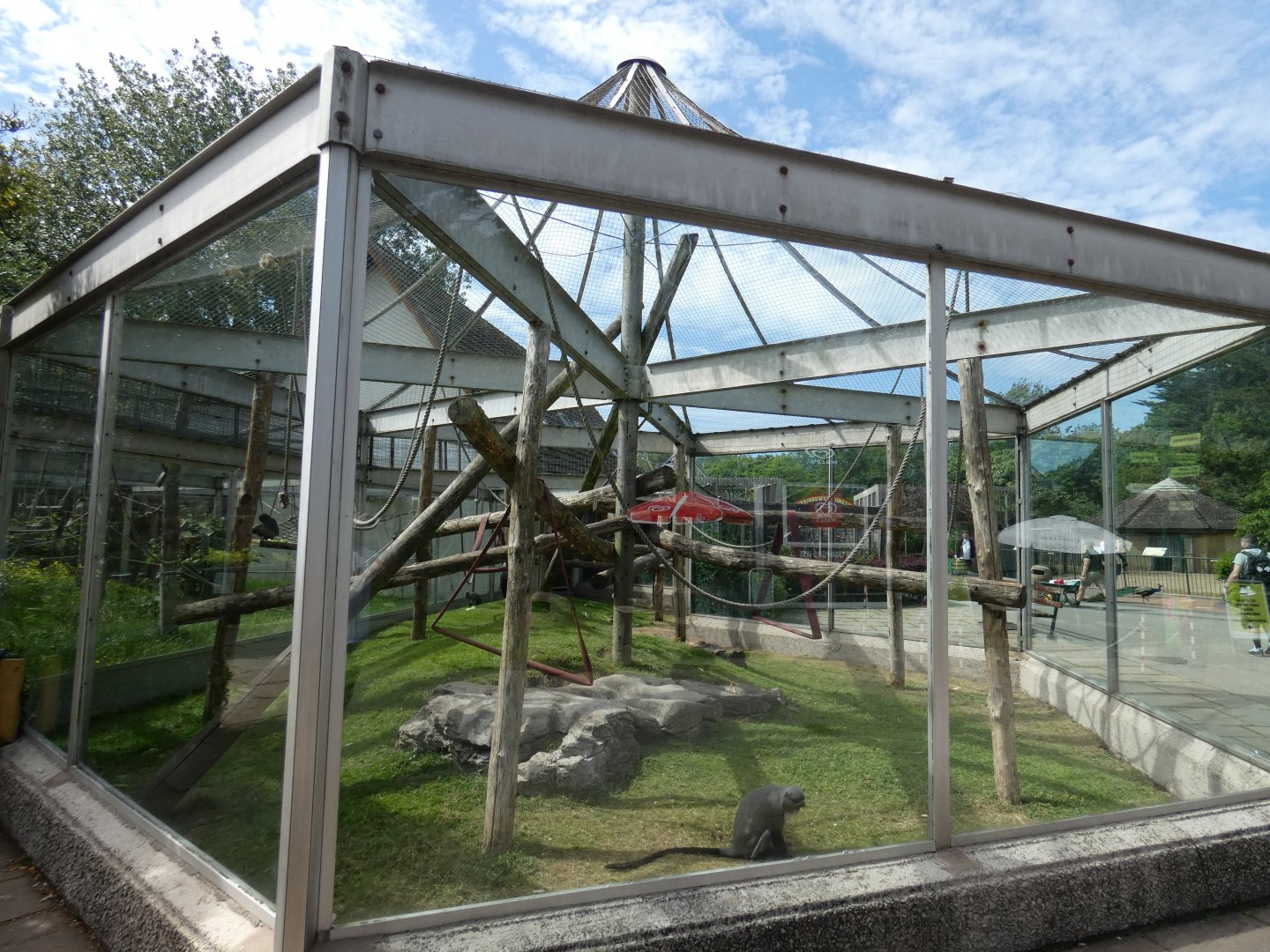 De Brazza's monkey outdoor enclosure