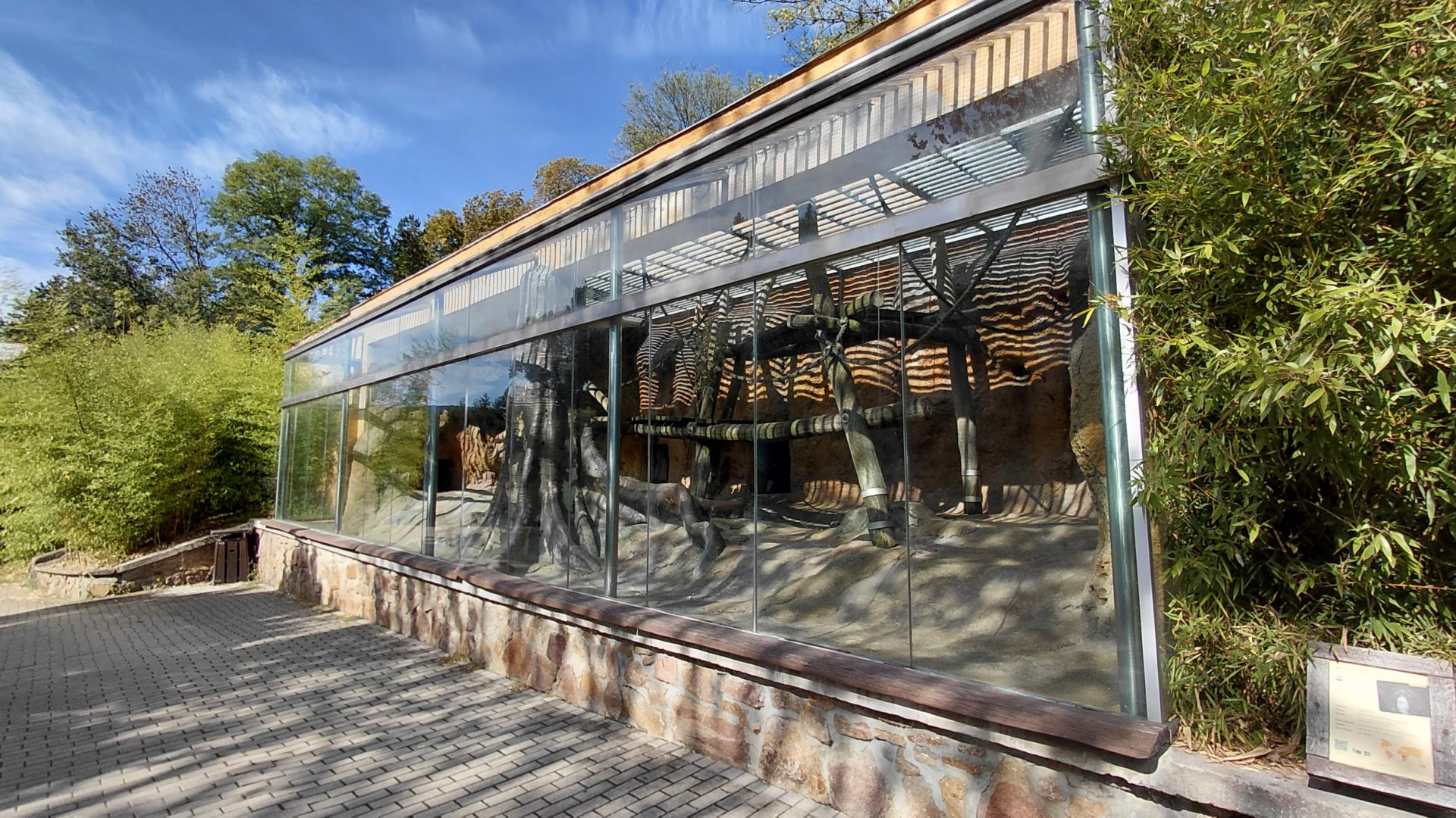 De Brazza's monkey outdoor exhibit