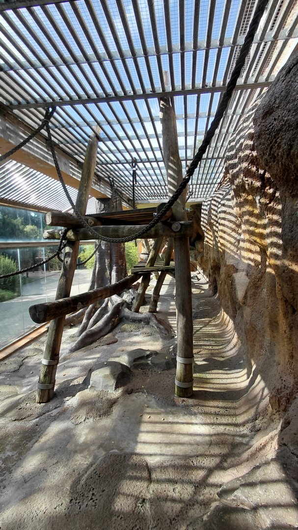 De Brazza's monkey outdoor exhibit