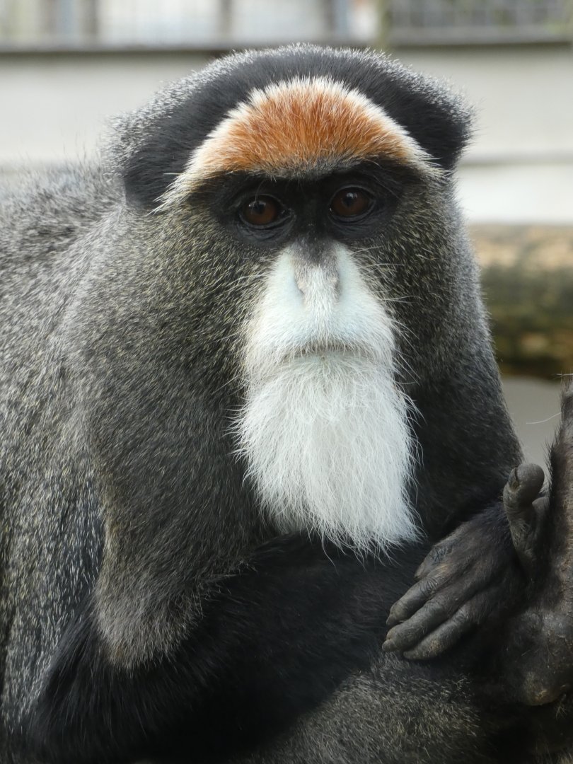 De Brazza's monkey portrait