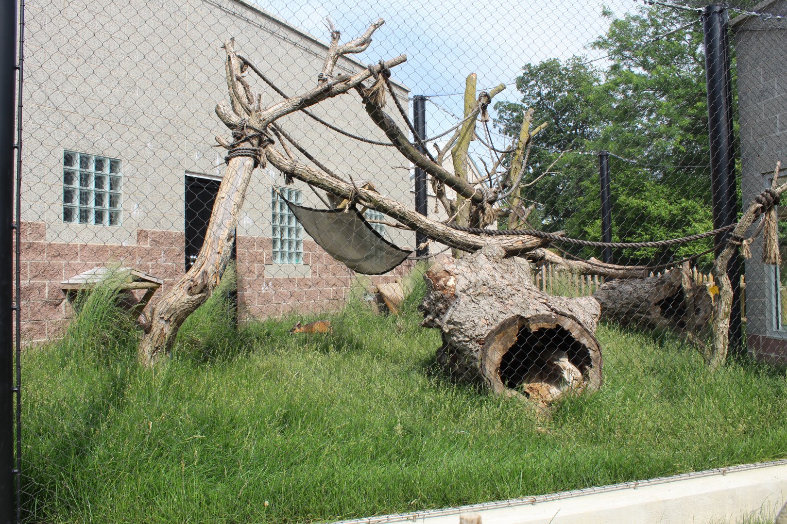 De Brazza's Monkey & Red-flanked Duiker Exhibit