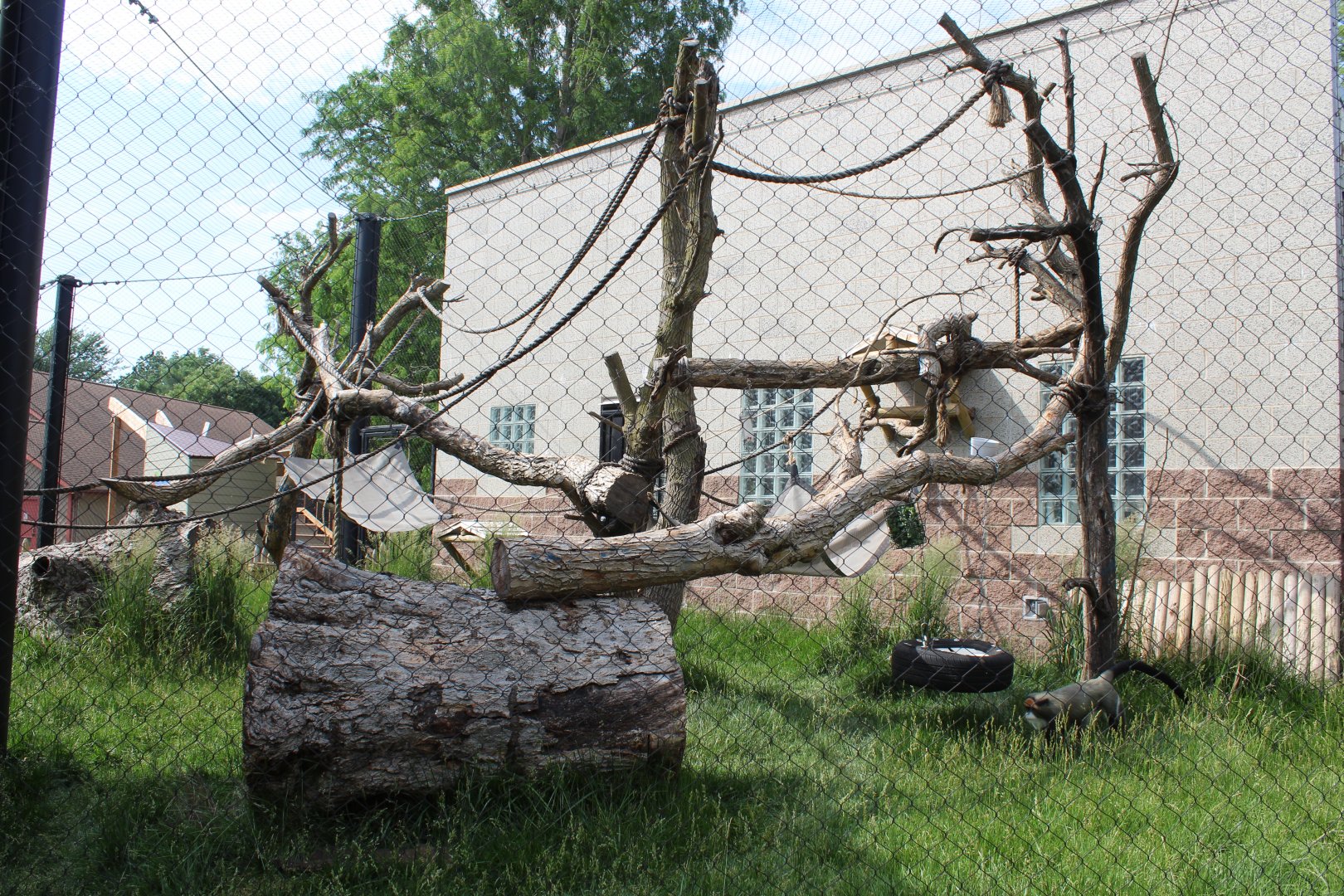 De Brazza's Monkey & Red-flanked Duiker Exhibit