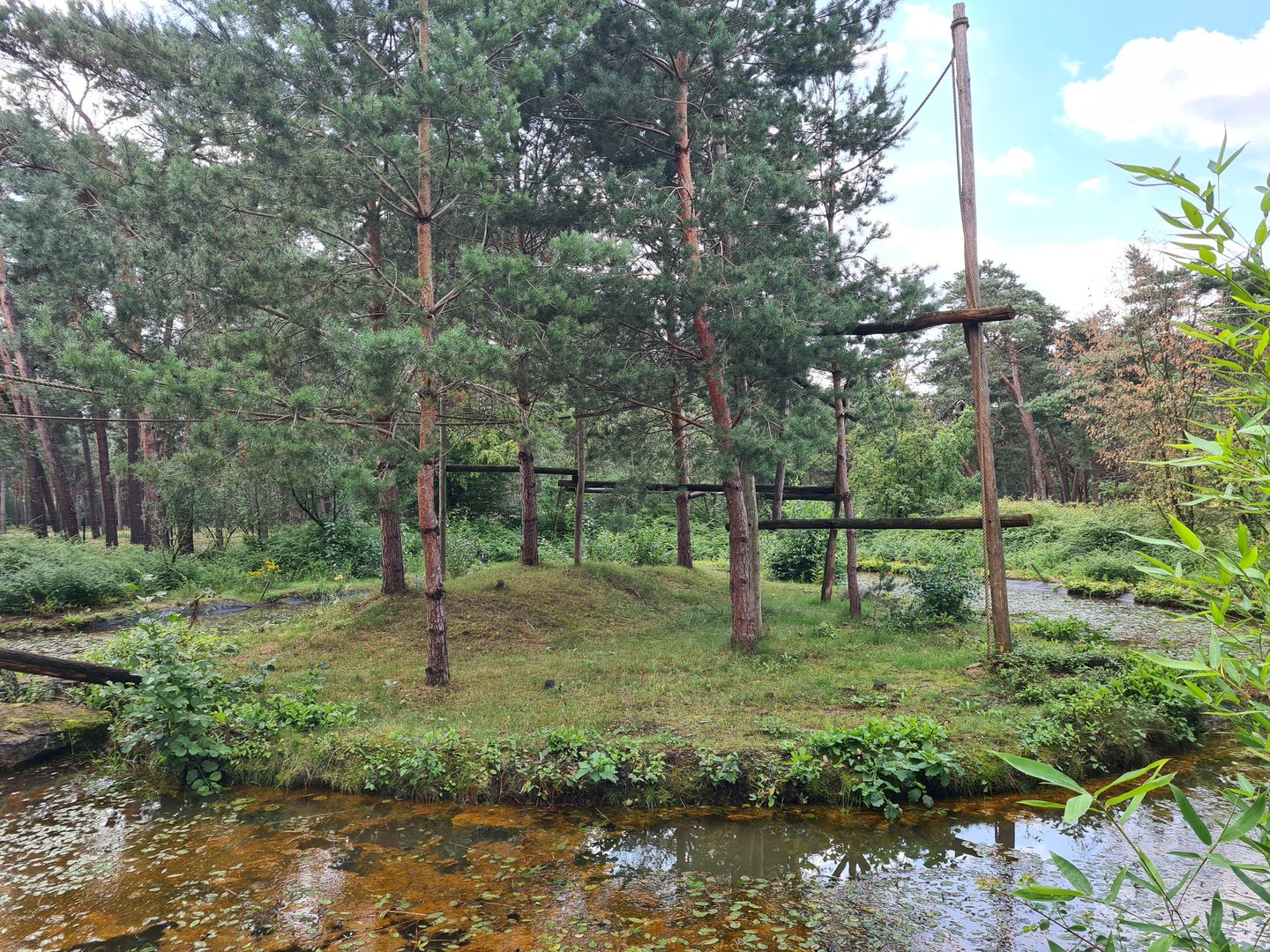 De Brazza's monkey side island