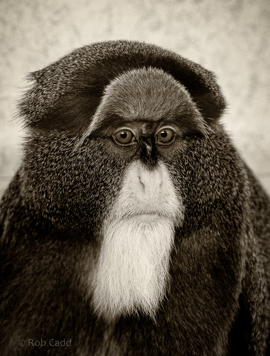 De Brazzas monkey : Twycross : 22 Oct 2015