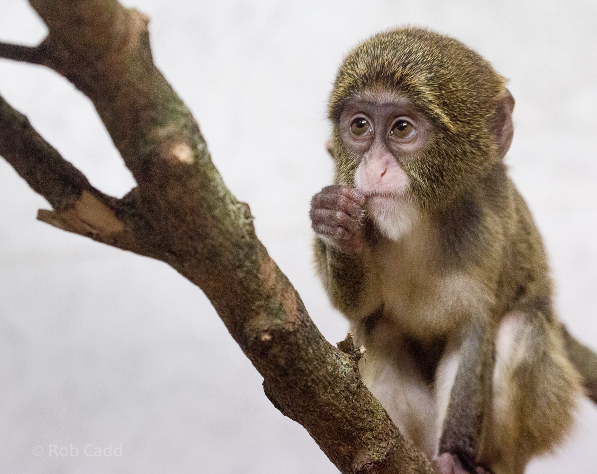 De Brazzas monkey : Twycross : 22 Oct 2015