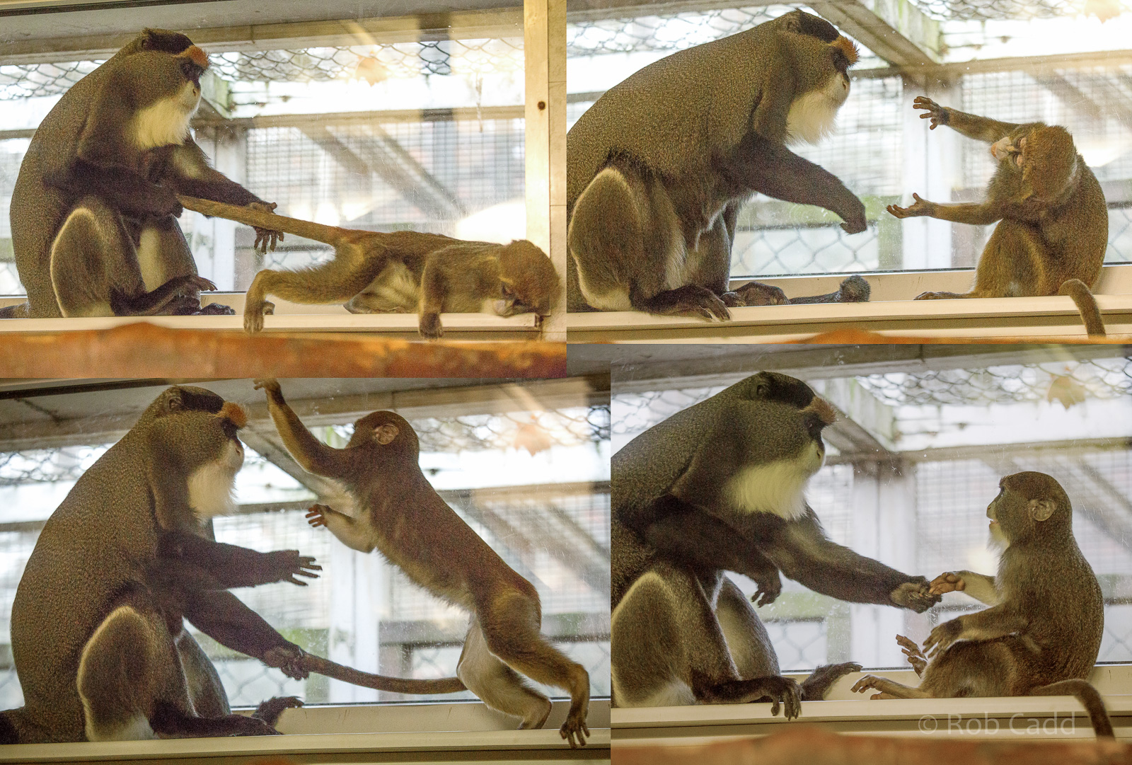 De Brazza's monkey : Twycross : 31 Oct 2014