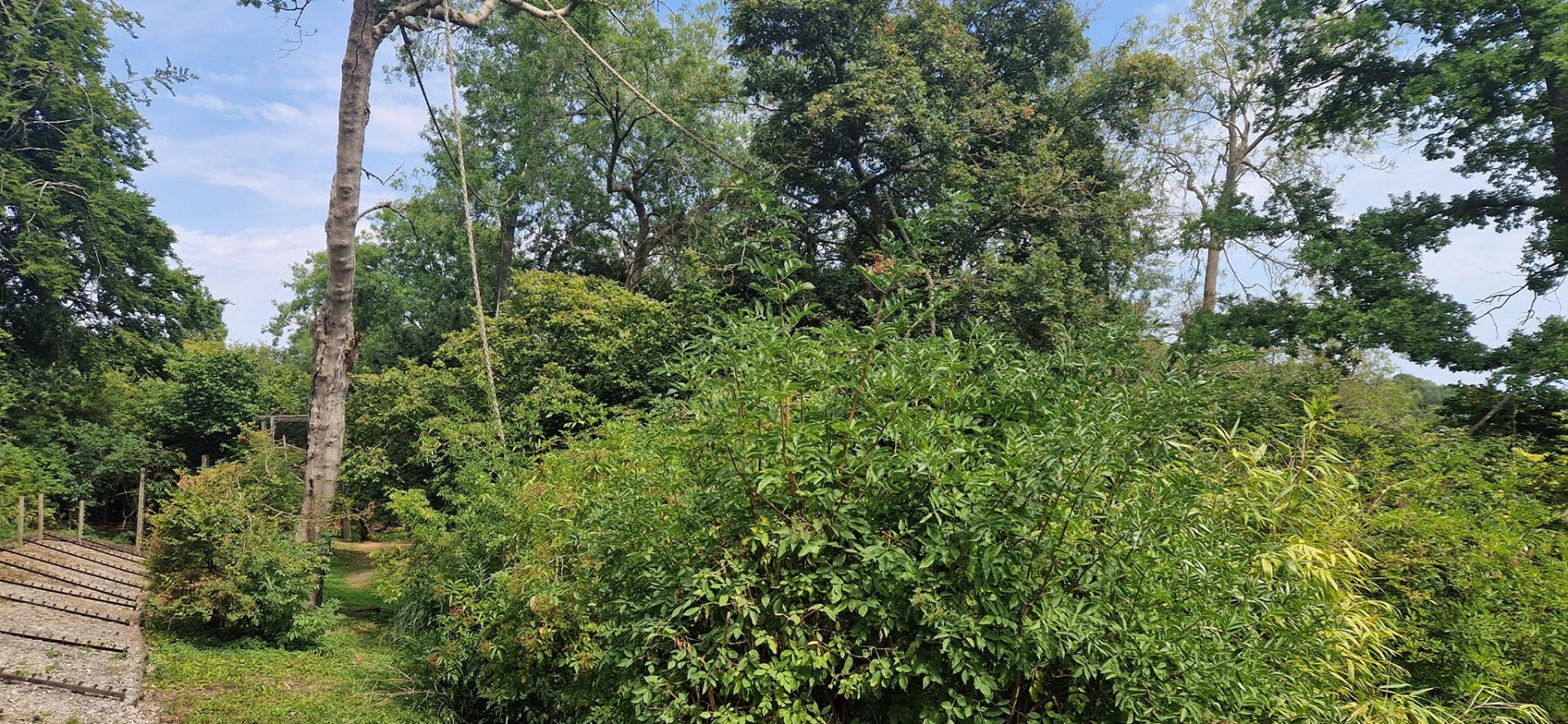 De Brazza's monkey/Western Guereza exhibit