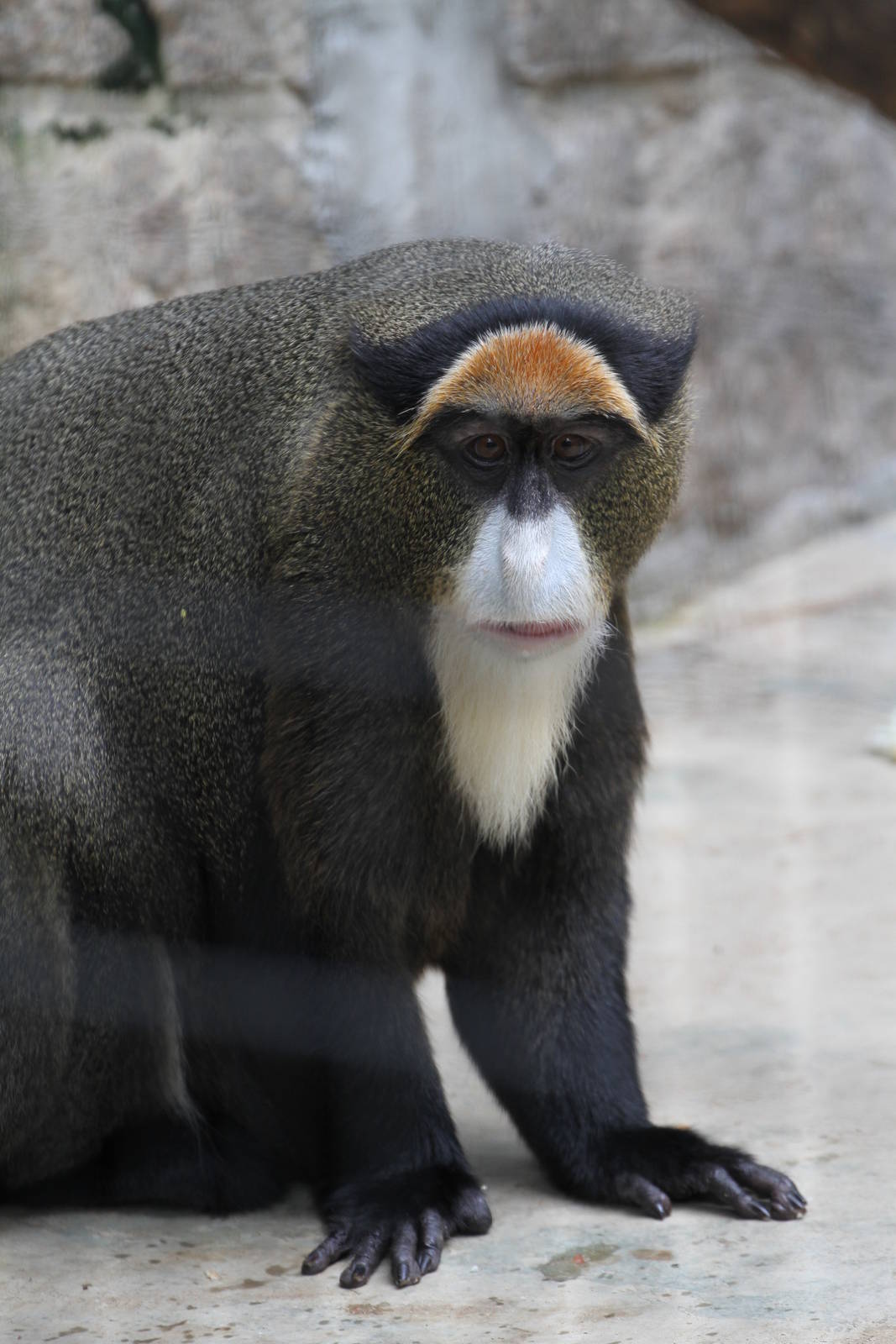 De Brazza's Monkey