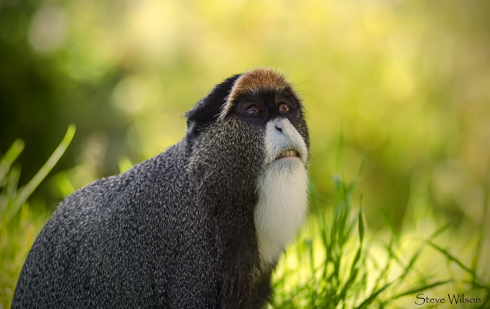 De Brazza's Monkey