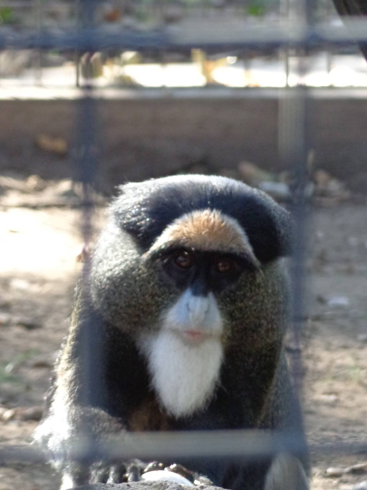 De Brazza's Monkey