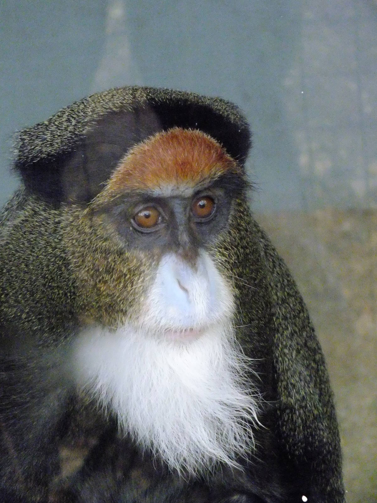 De Brazza's Monkey