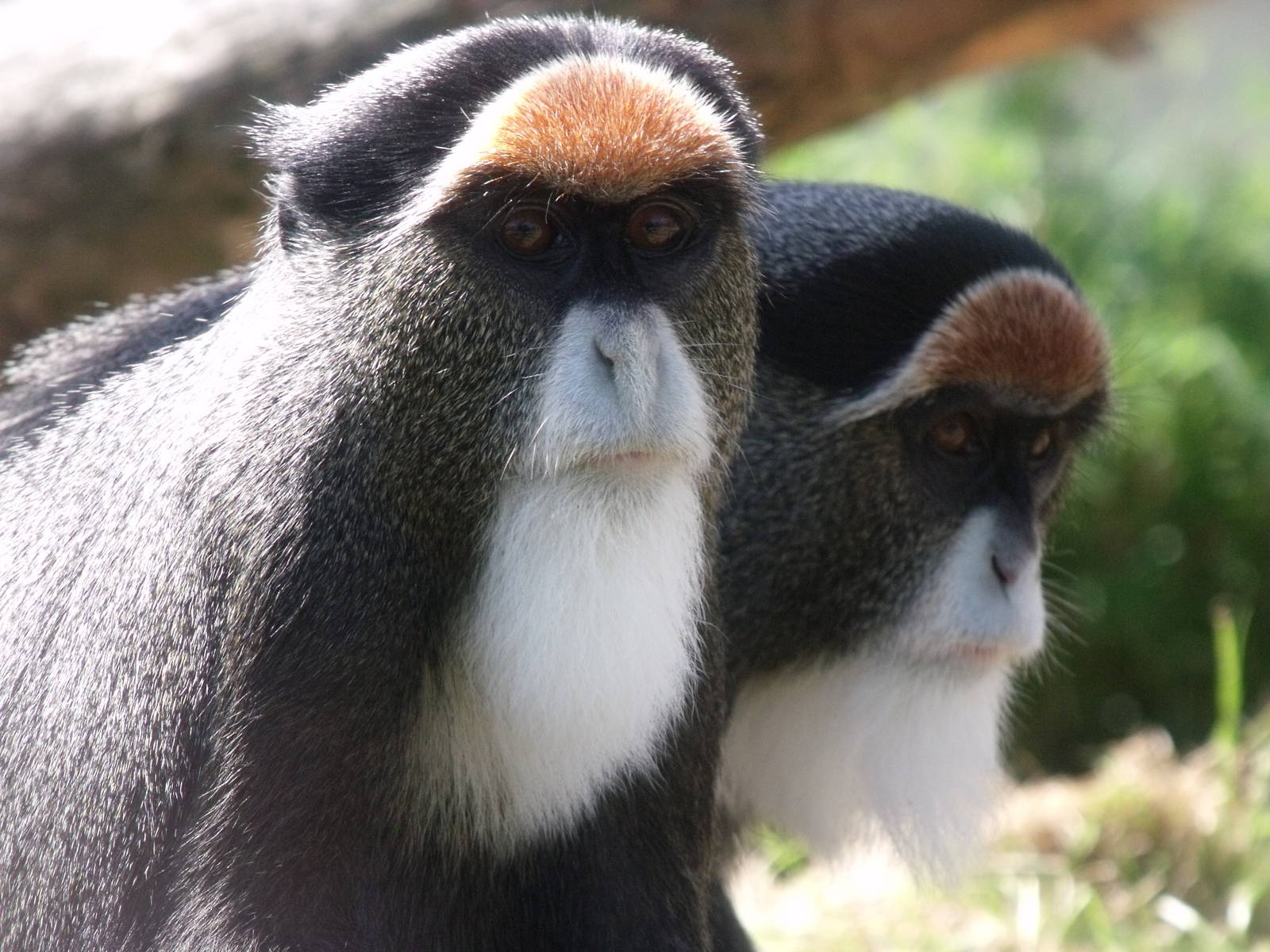 De Brazza's Monkey