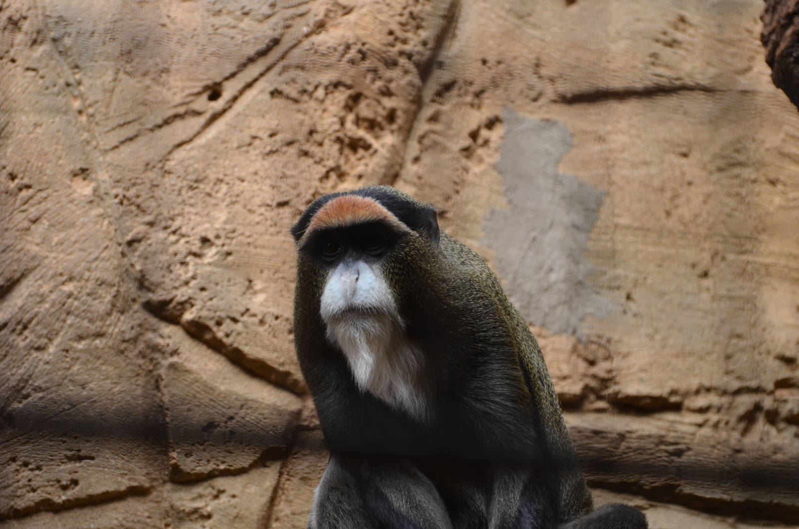 De Brazza's monkey