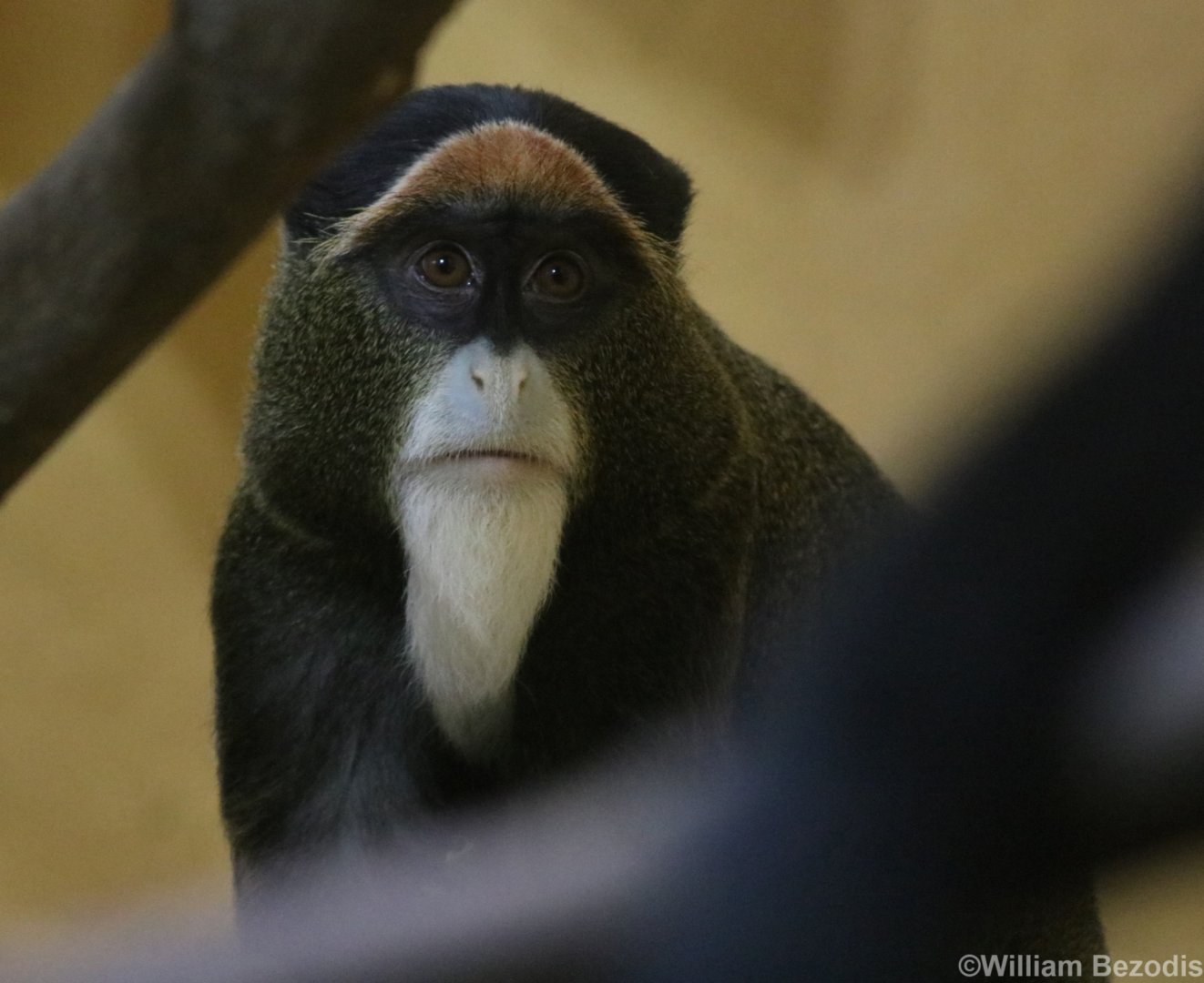 De Brazza's Monkey