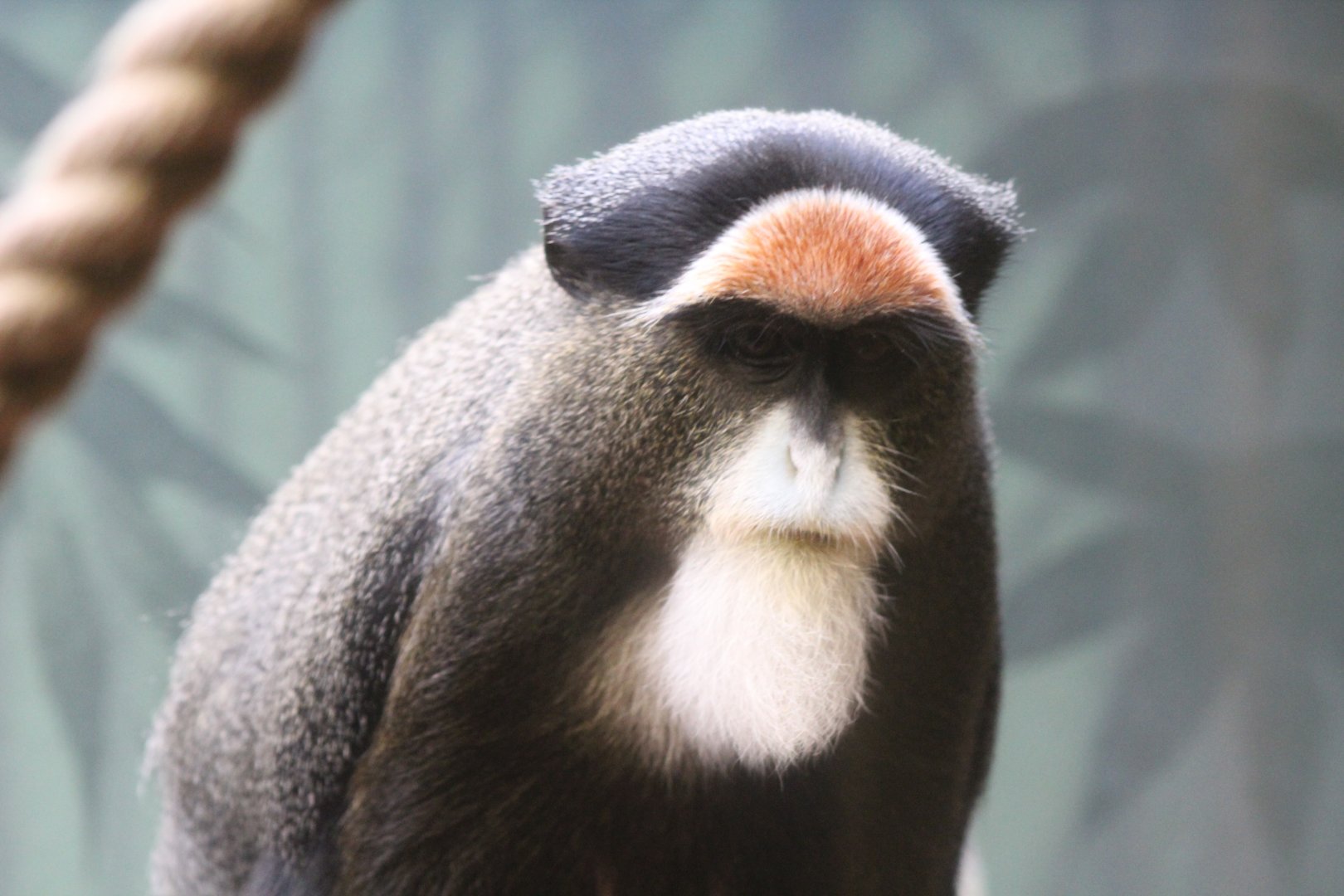 De Brazza's Monkey