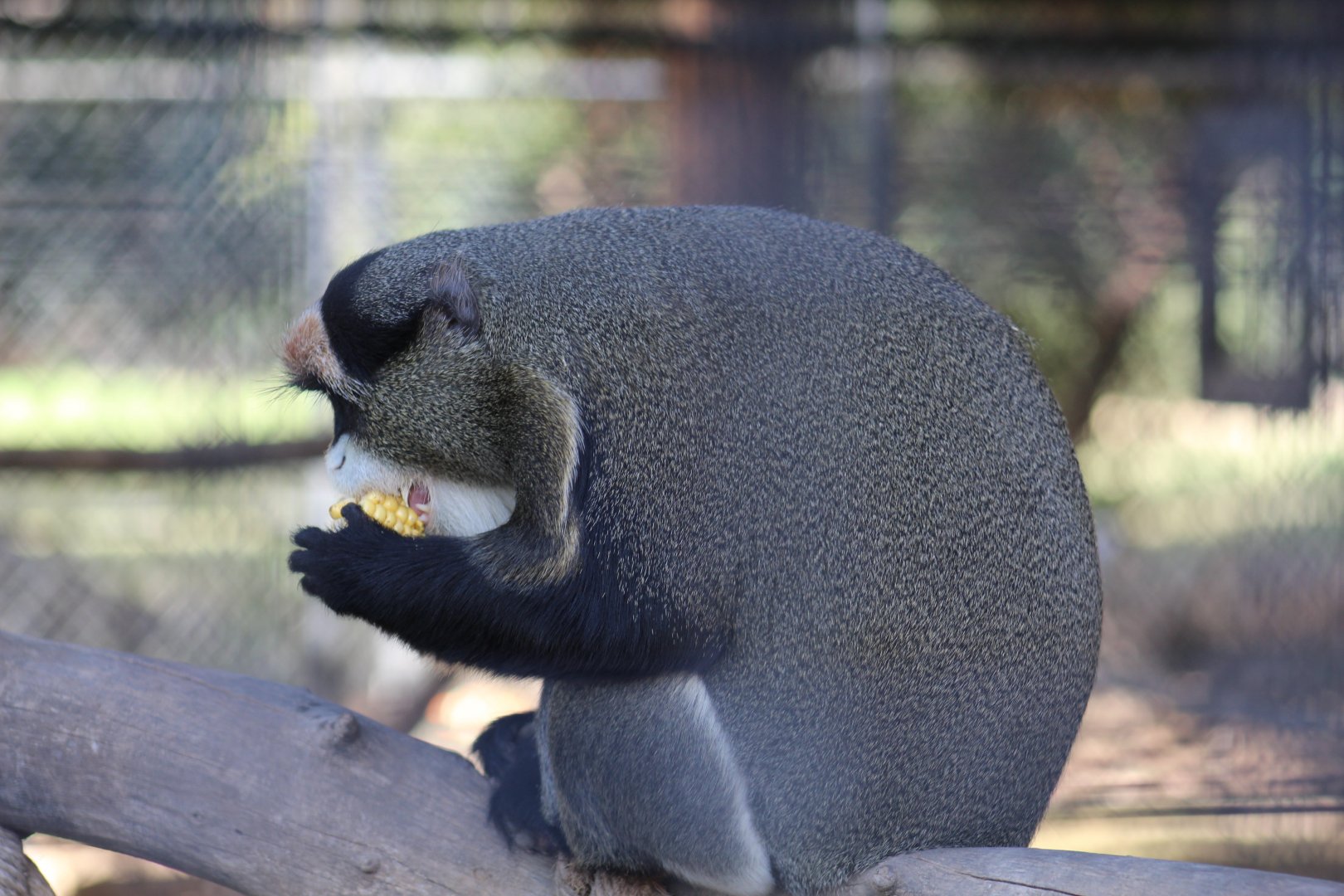 De Brazza's Monkey