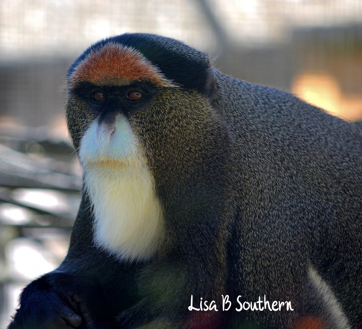 De Brazza's Monkey