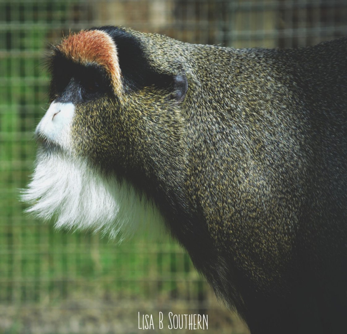 .:De Brazza's Monkey:.