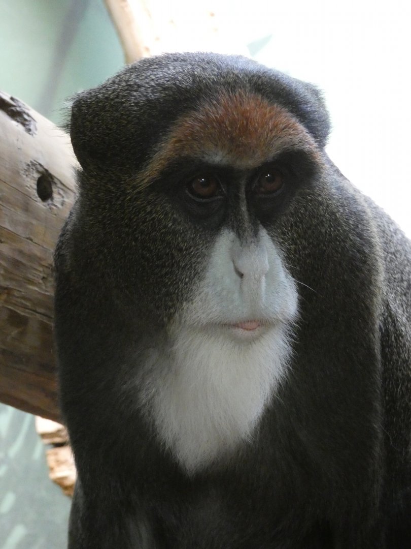 De Brazza's monkey
