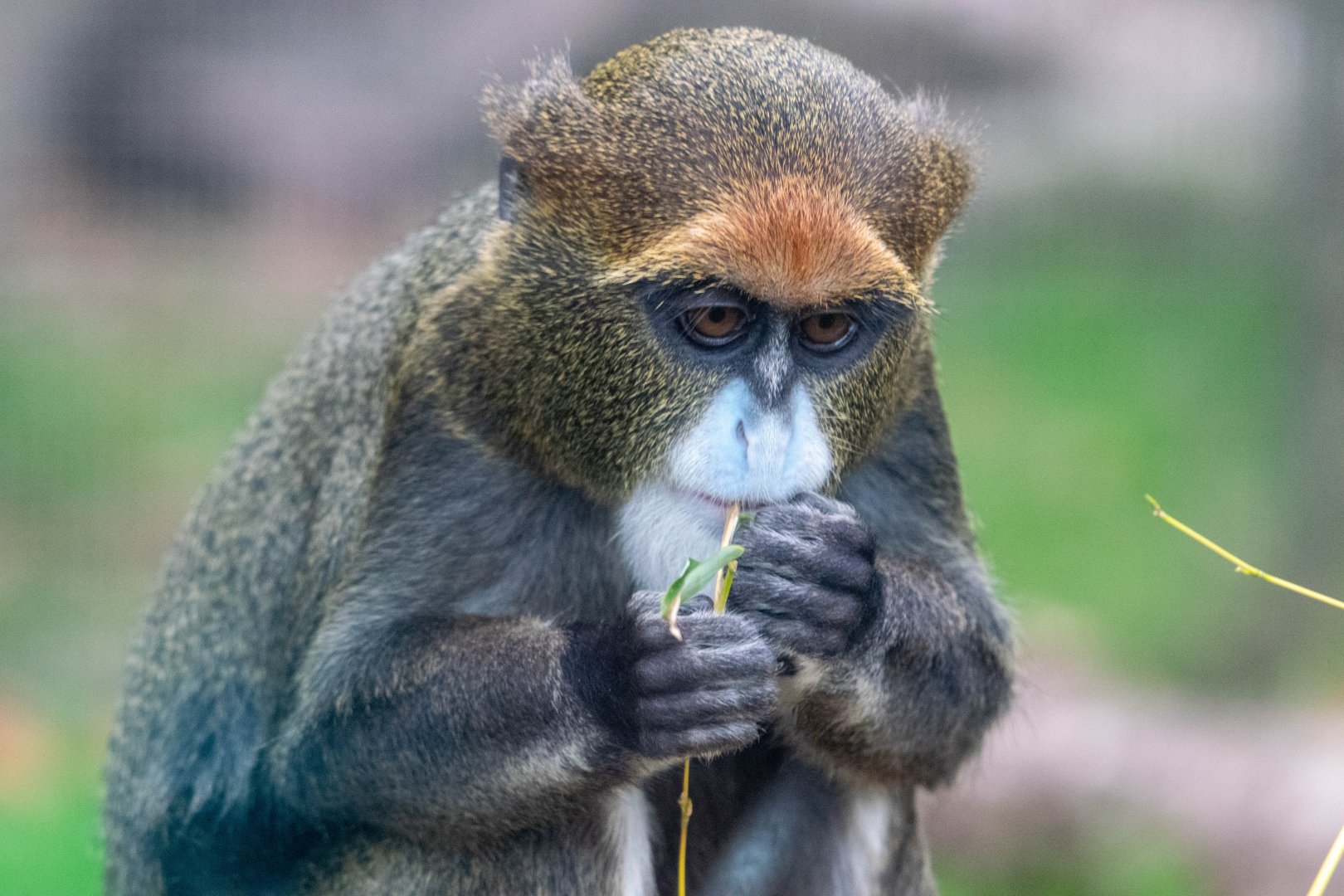 De Brazza's Monkey
