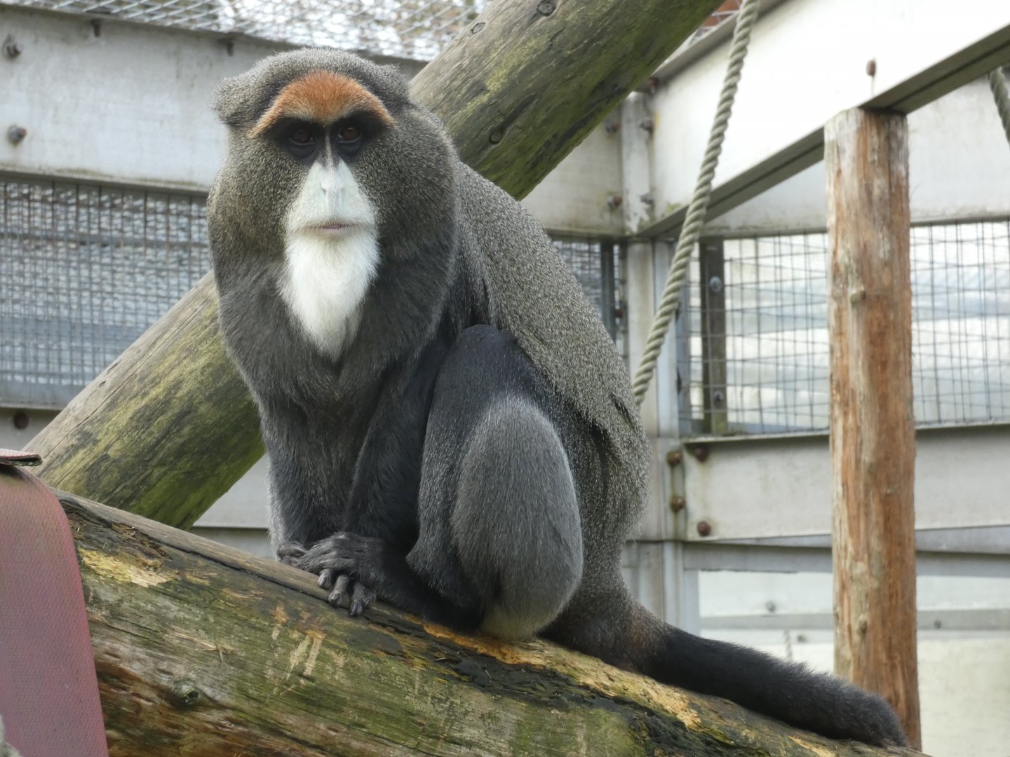 De Brazza's monkey