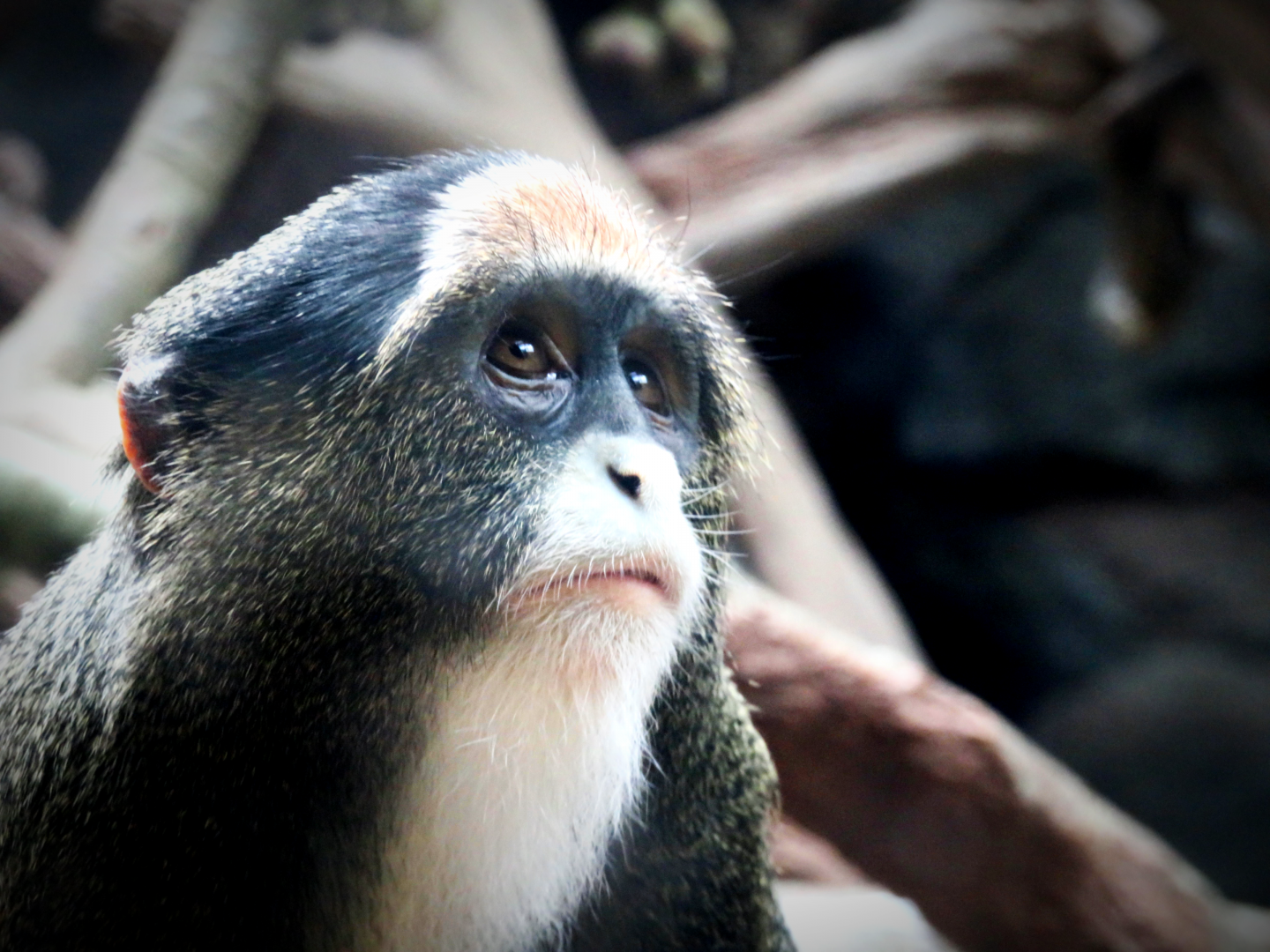 De Brazza's monkey