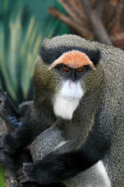 De Brazza's Monkey