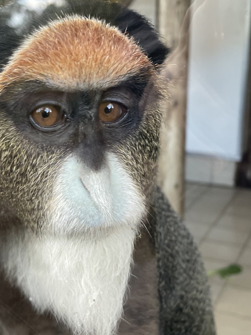 De Brazza’s Monkey