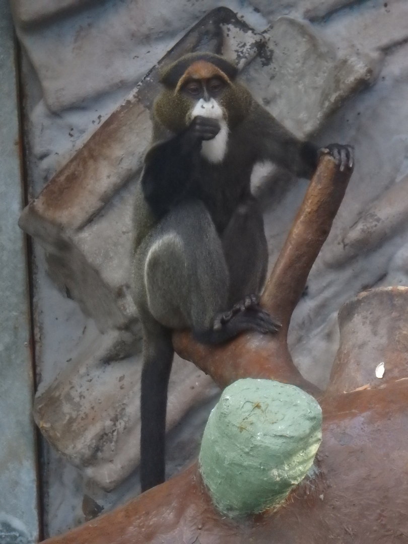 De Brazza's monkey