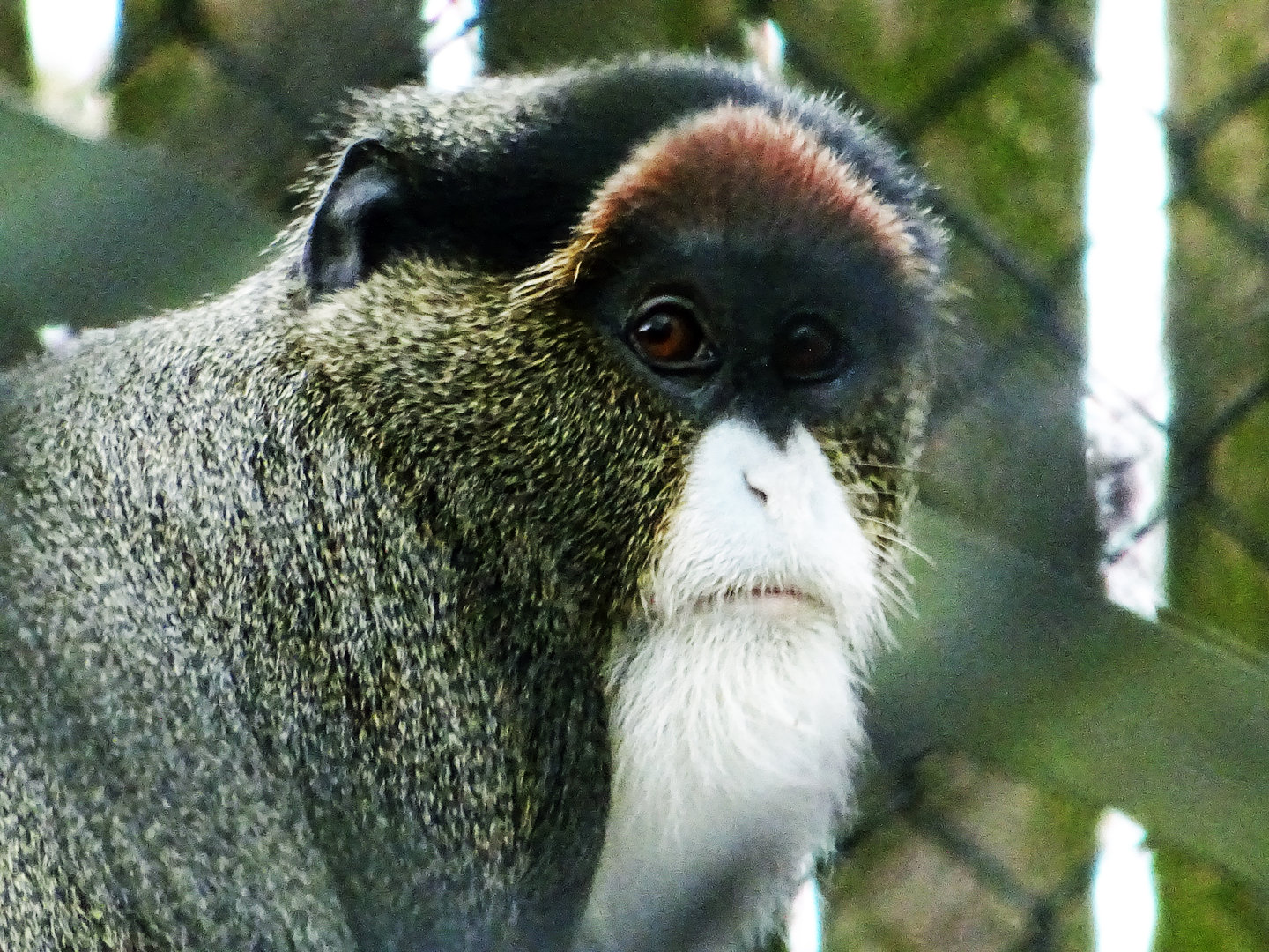 De Brazza's Monkey
