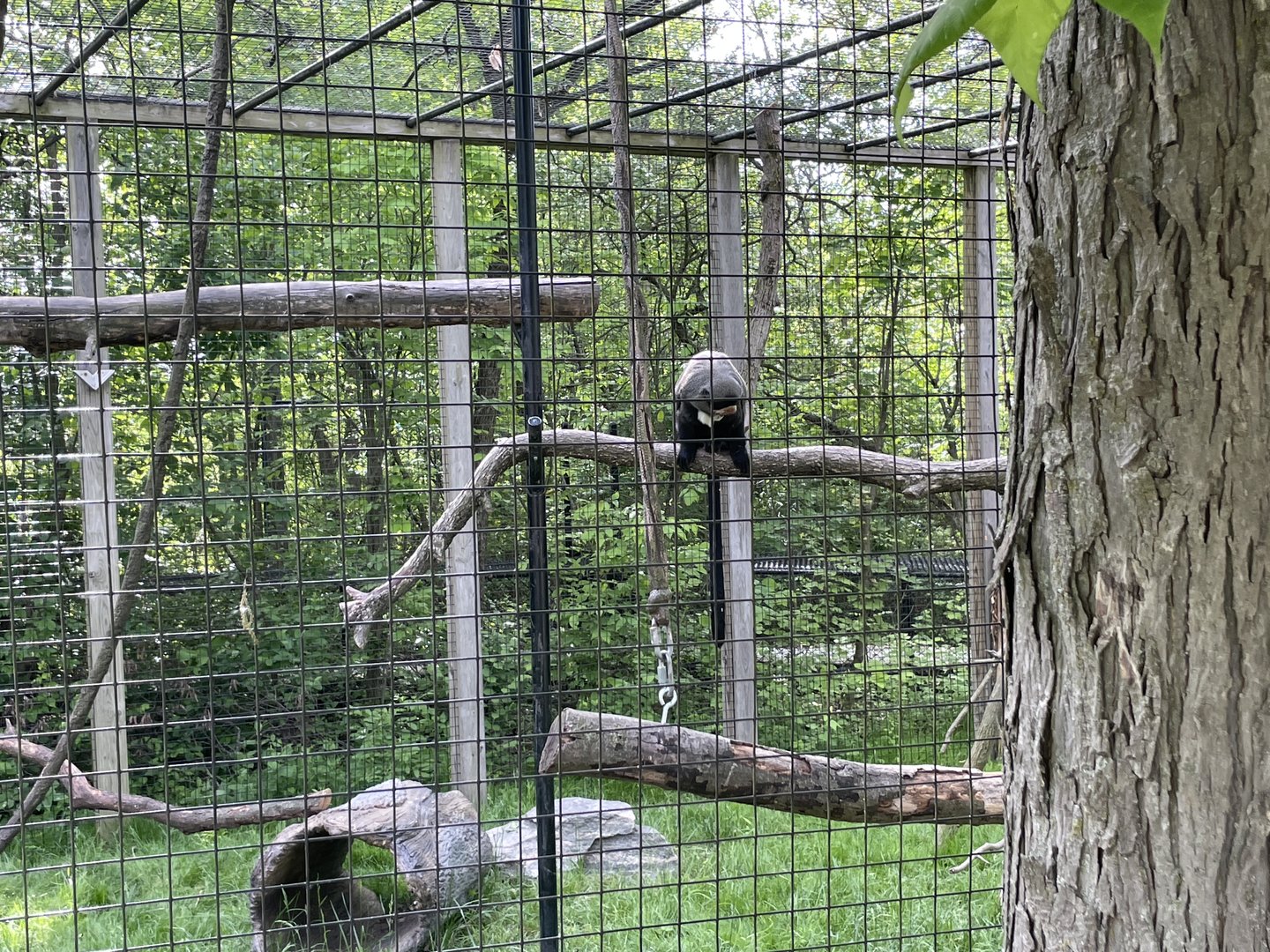 De Brazza’s monkey